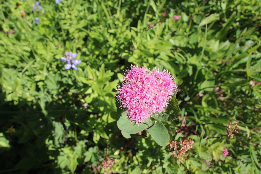 Rosy Spiraea  //  Spiraea splendens