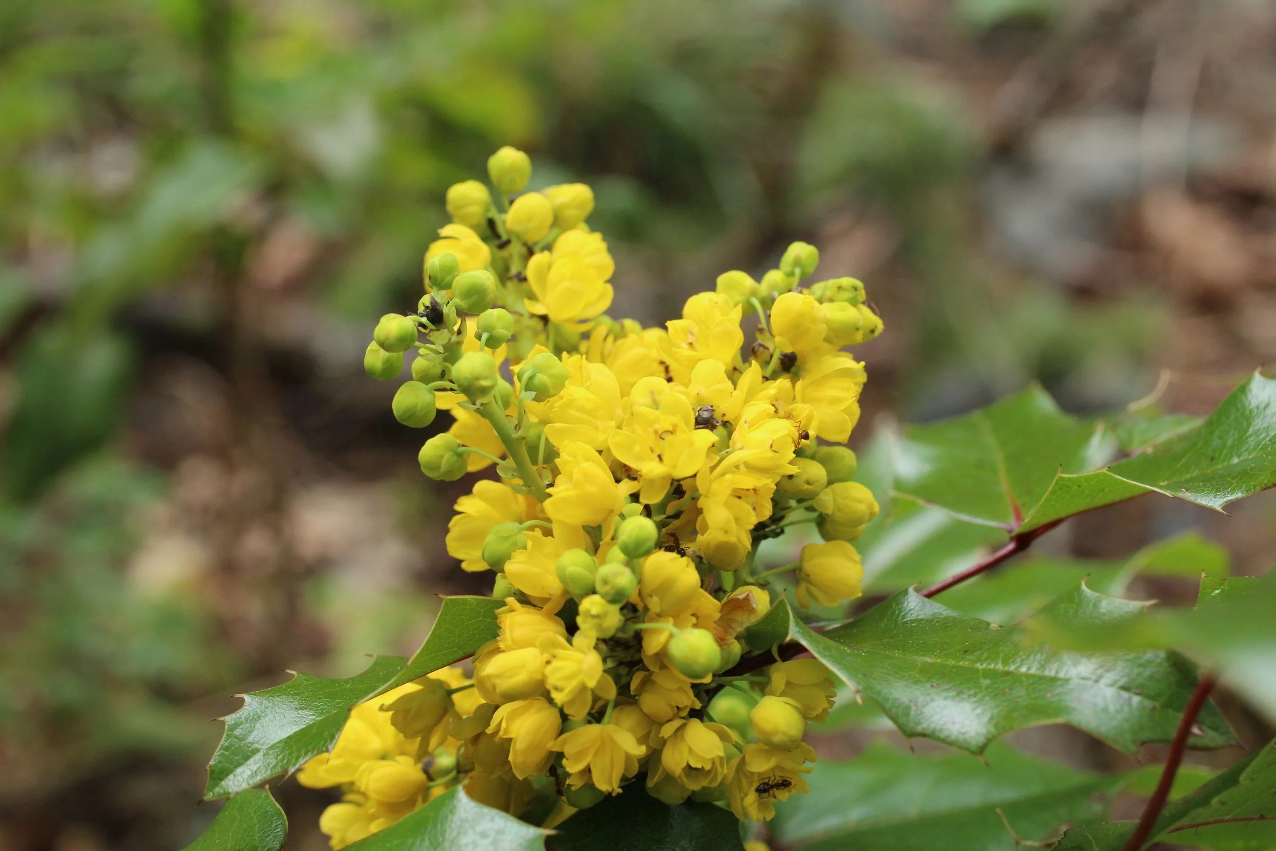 Tall Oregon Grape  //  Mahonia aquifolium
Mill Creek Preserve 4/1/2024