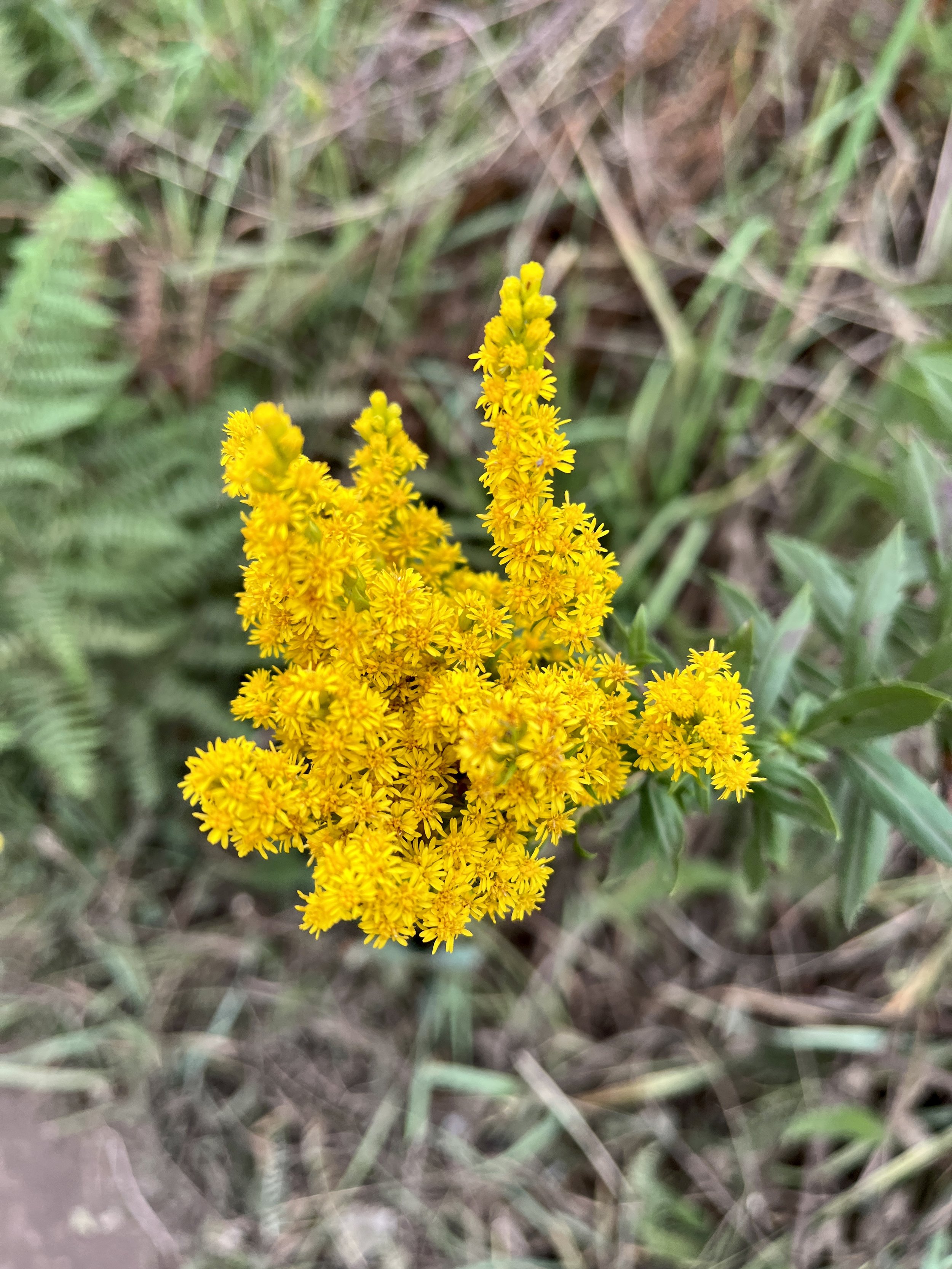 Photo taken on the Cascade Head trail, September 11, 2022.  Click on this photo to return to the Yellow/Orange Wildflowers page