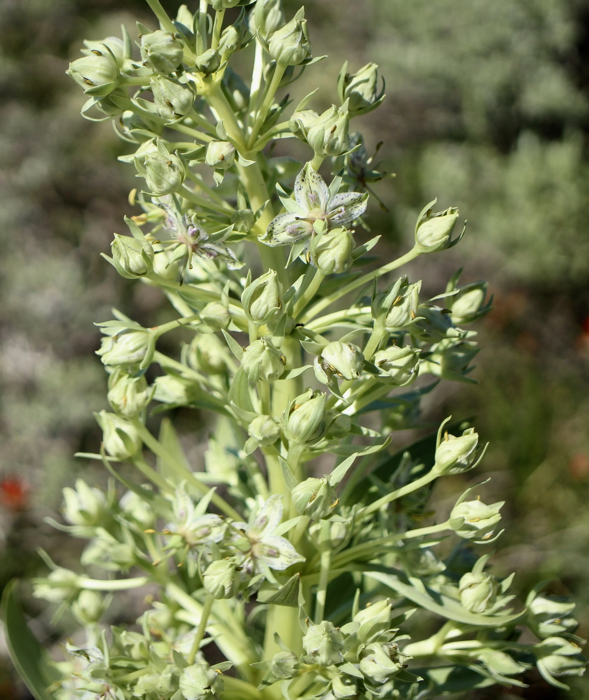 Monument Plant  //  Frasera speciosa  --
Patty's Trail  6/29/2023