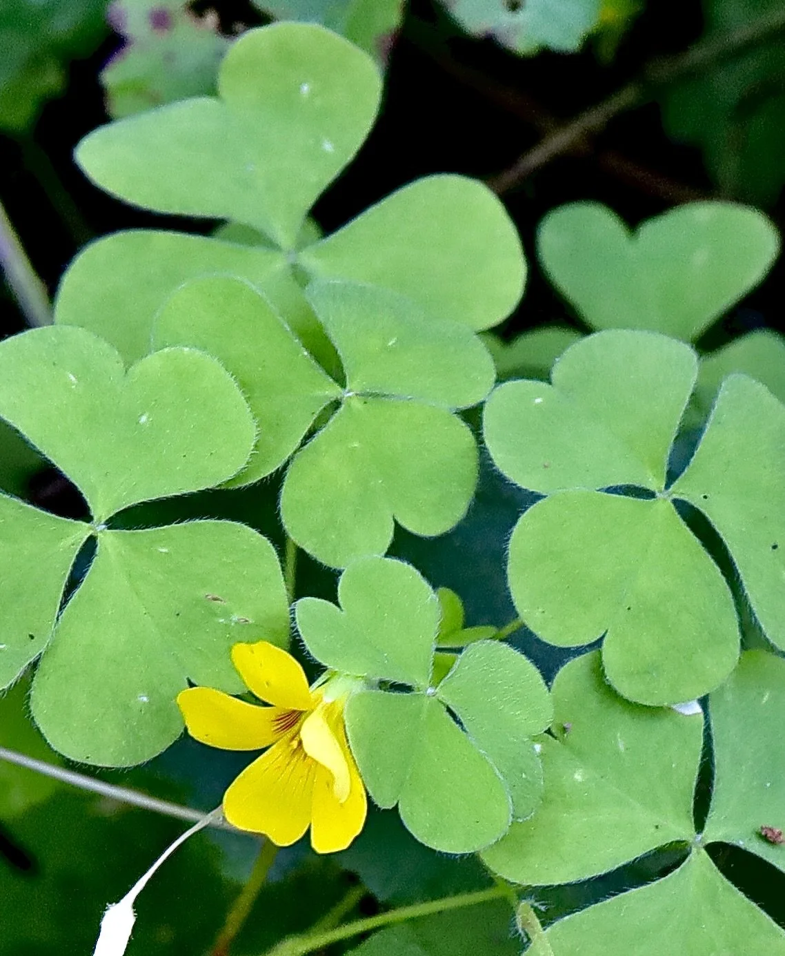 with leaves.JPG