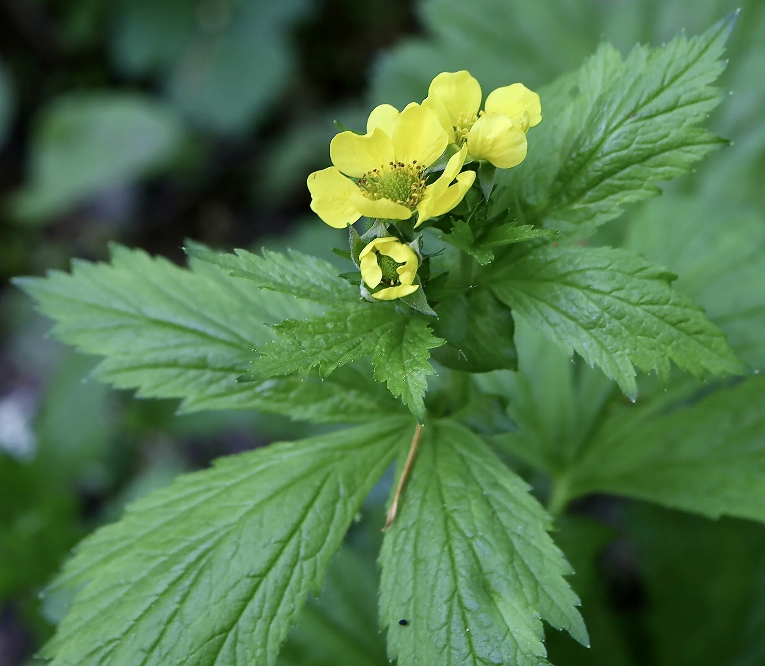large-leaved avens 2.JPG