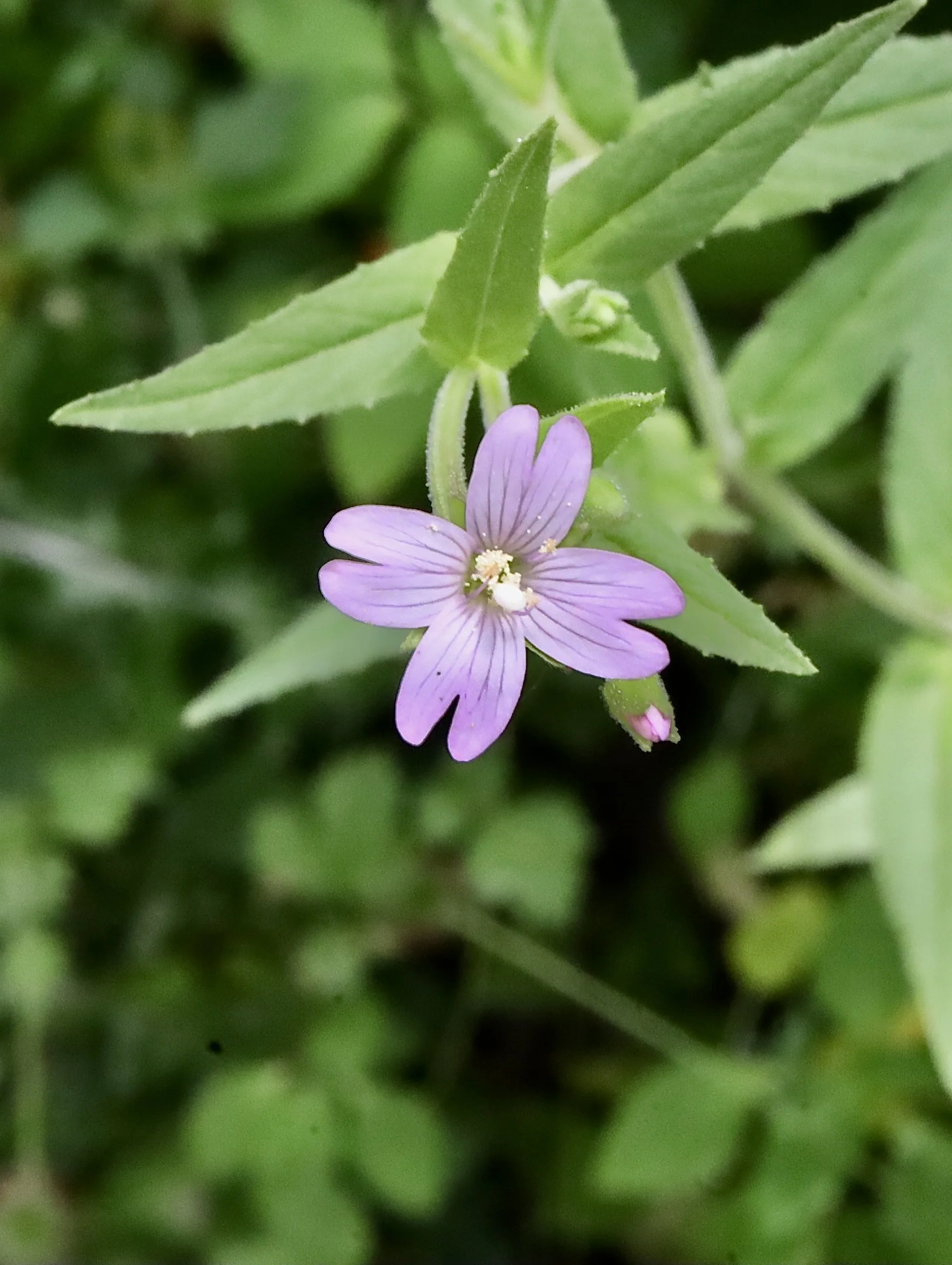 Click on this photo to return to the Red/Pink Wildflowers page