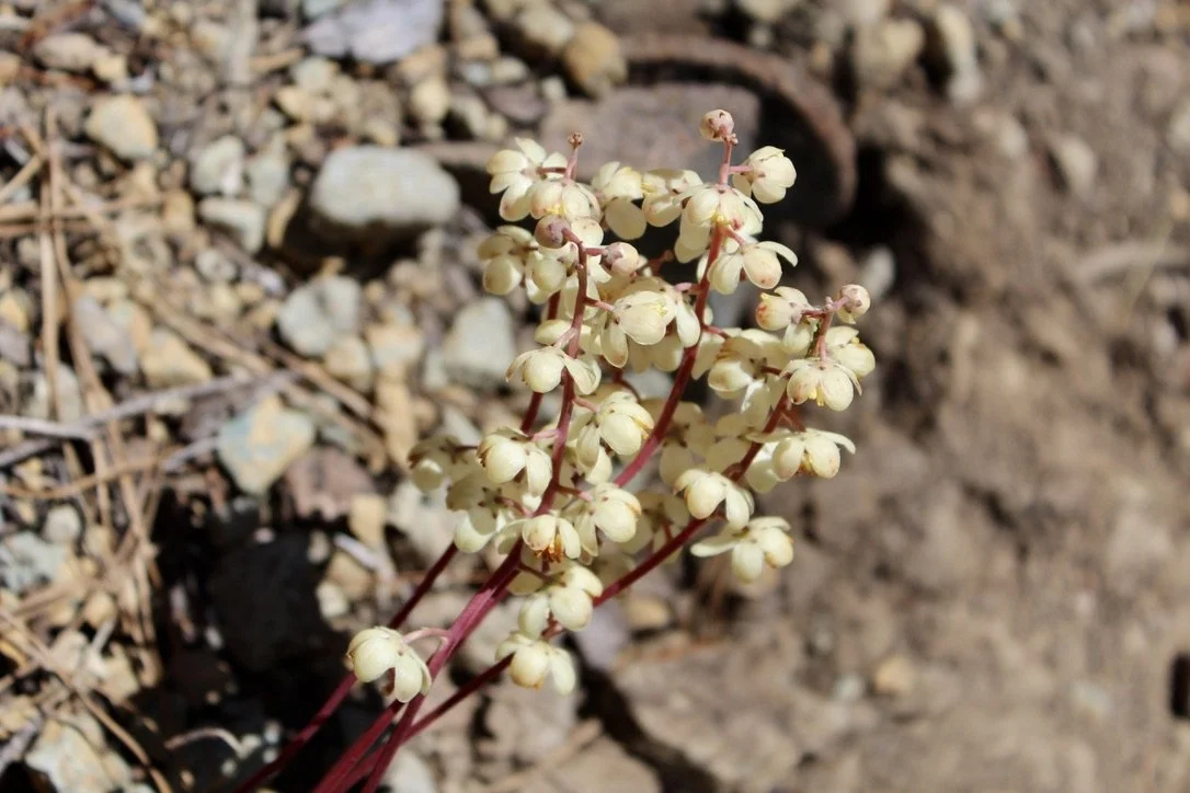 white veined wintergreen 1.jpeg