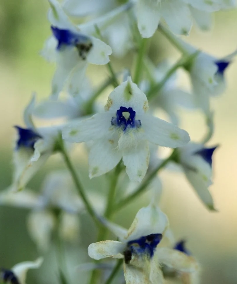 White Rock Larkspur  //  Delphinium leucophaeum  --  Camassia Preserve 6/2/2025