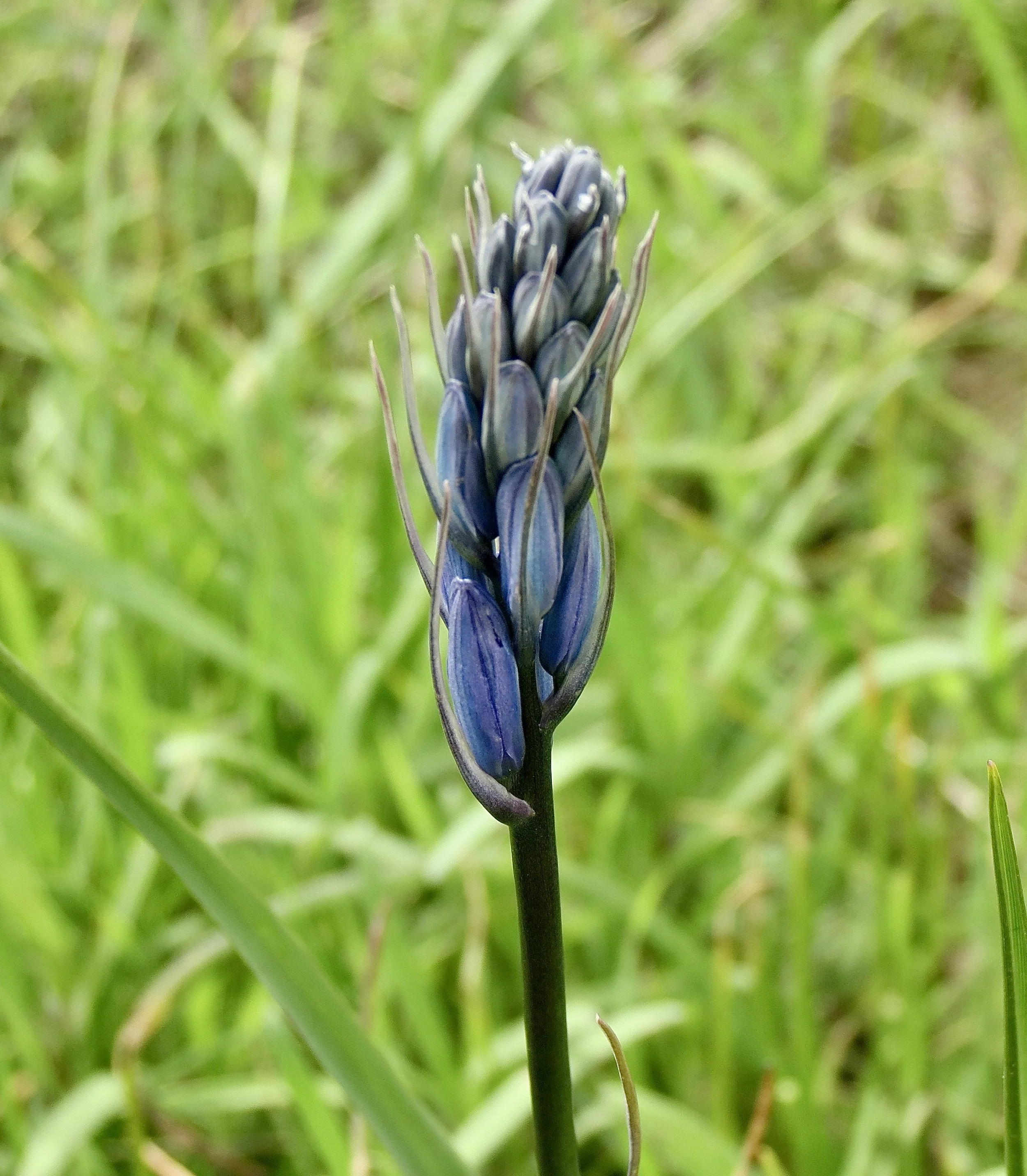 camas bud ok.JPG