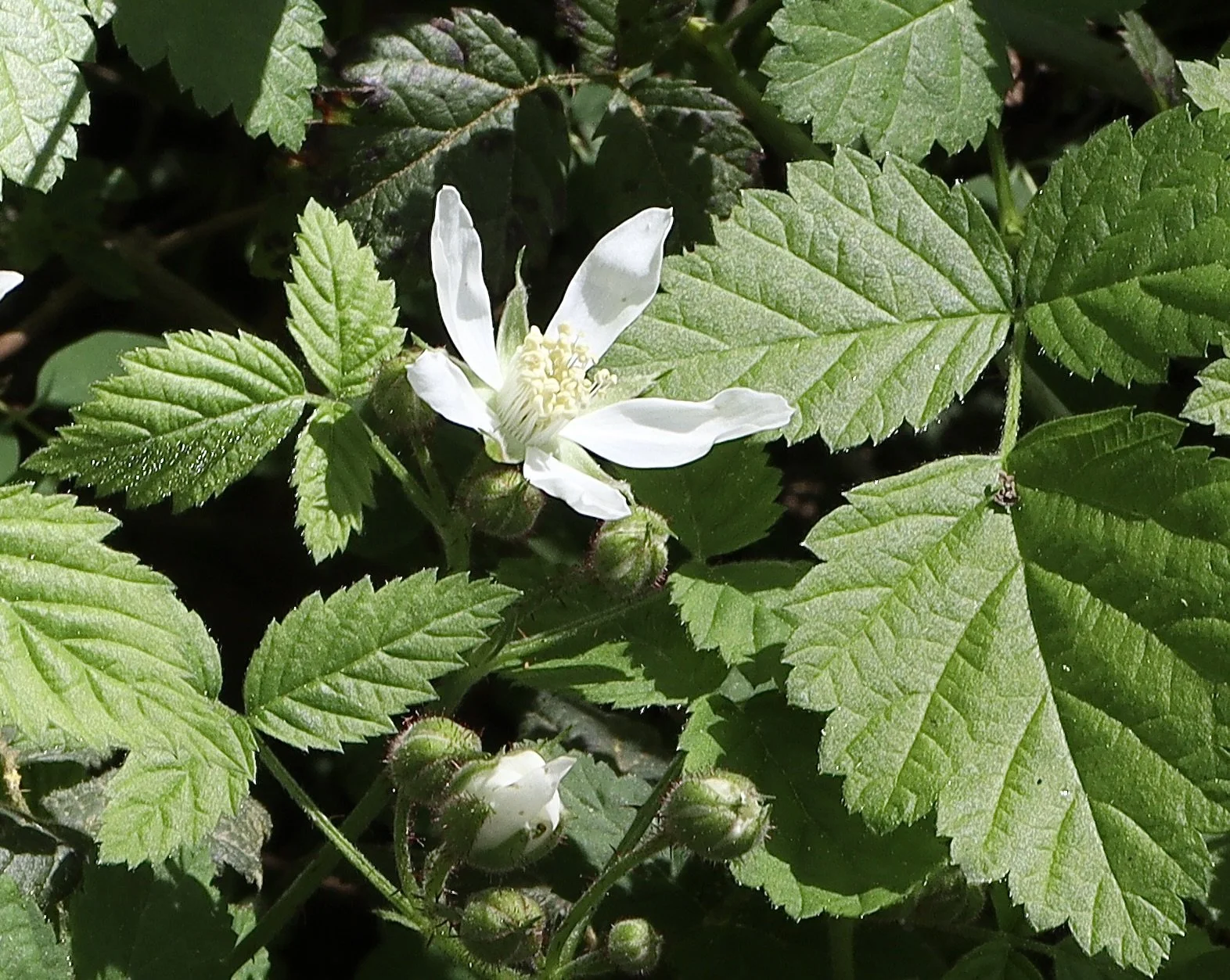 trailing blackberry 1.JPG