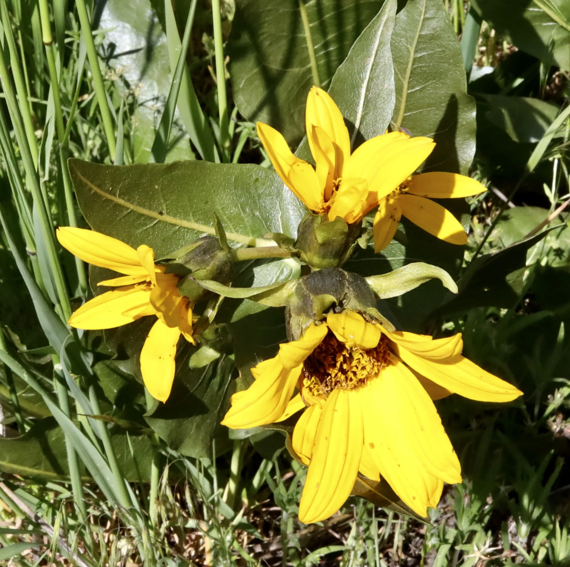 northern mule's ears 3.JPG