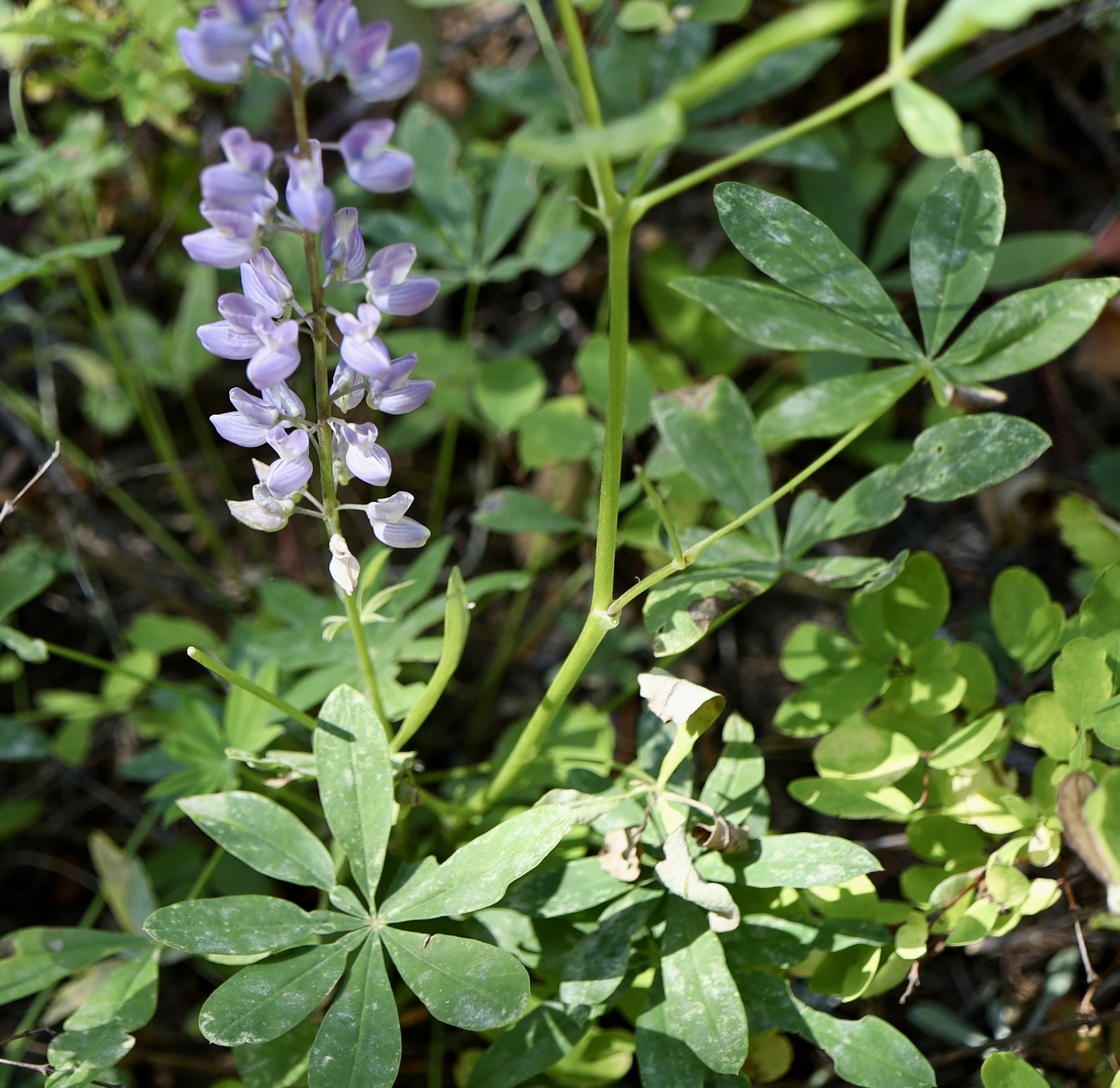 Broadleaf Lupine  //  Lupinus latifolius  --  Gibson Prairie trail  9/17/2026