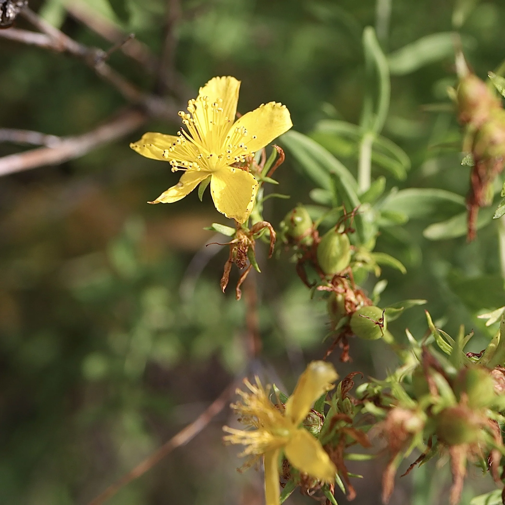 Gibson Prairie trail, September 17, 2026