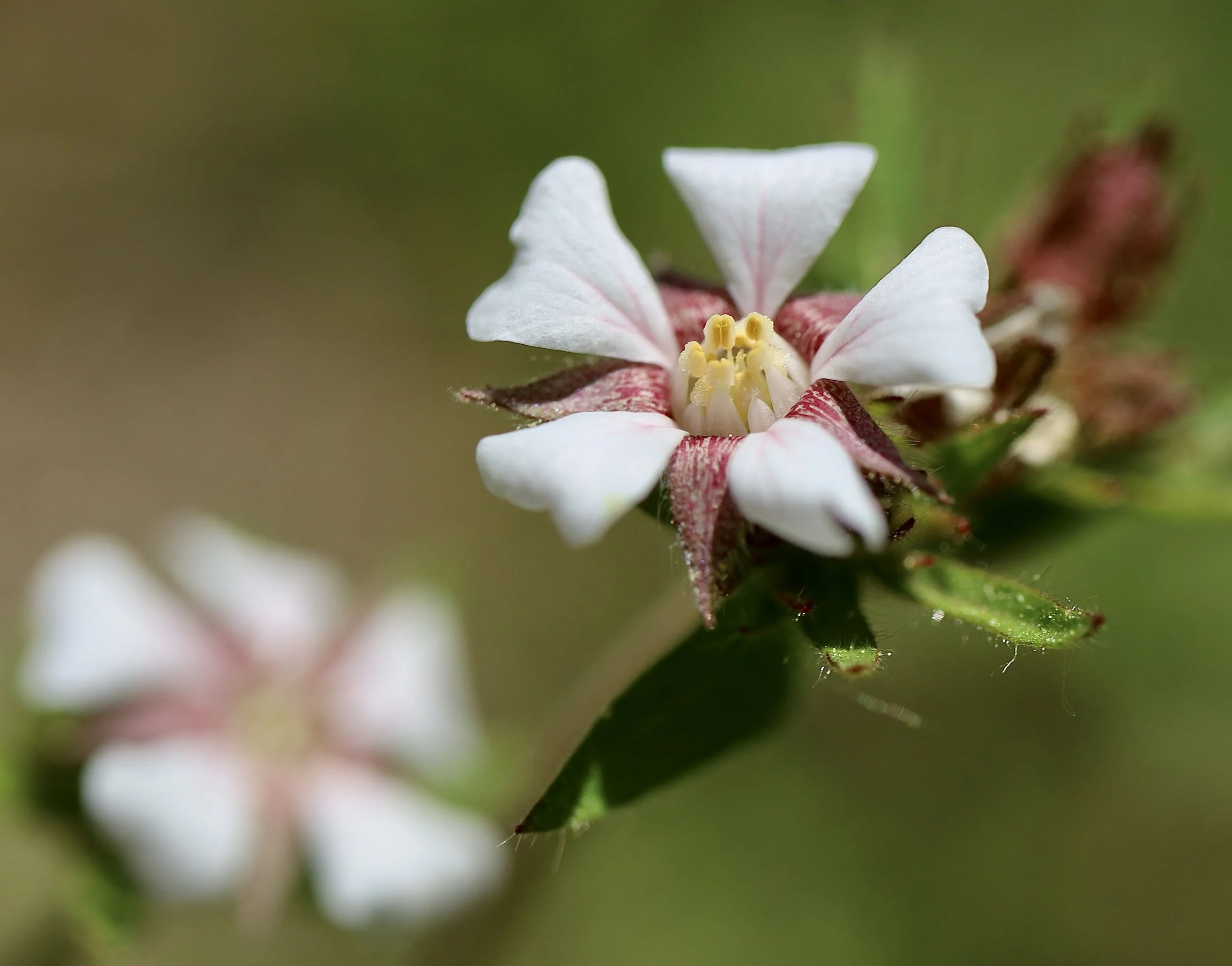 dusky horkelia 5.JPG