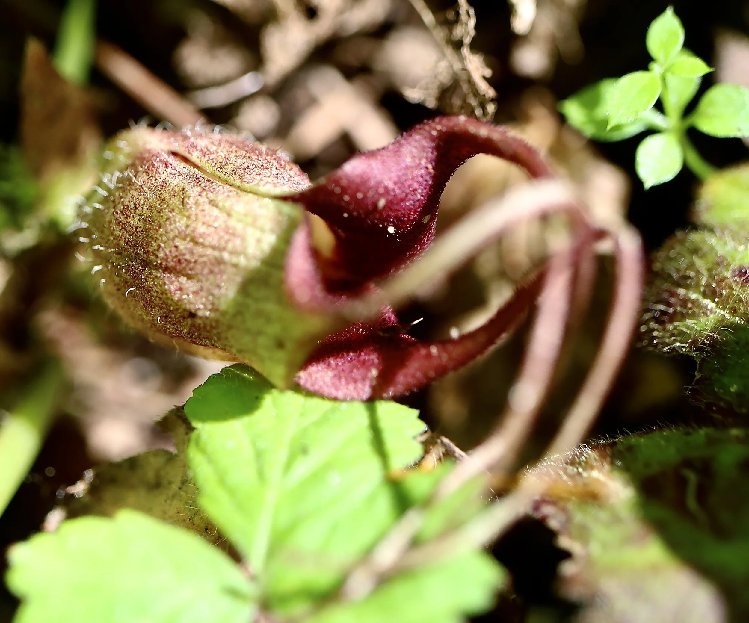 wild ginger 6.JPG