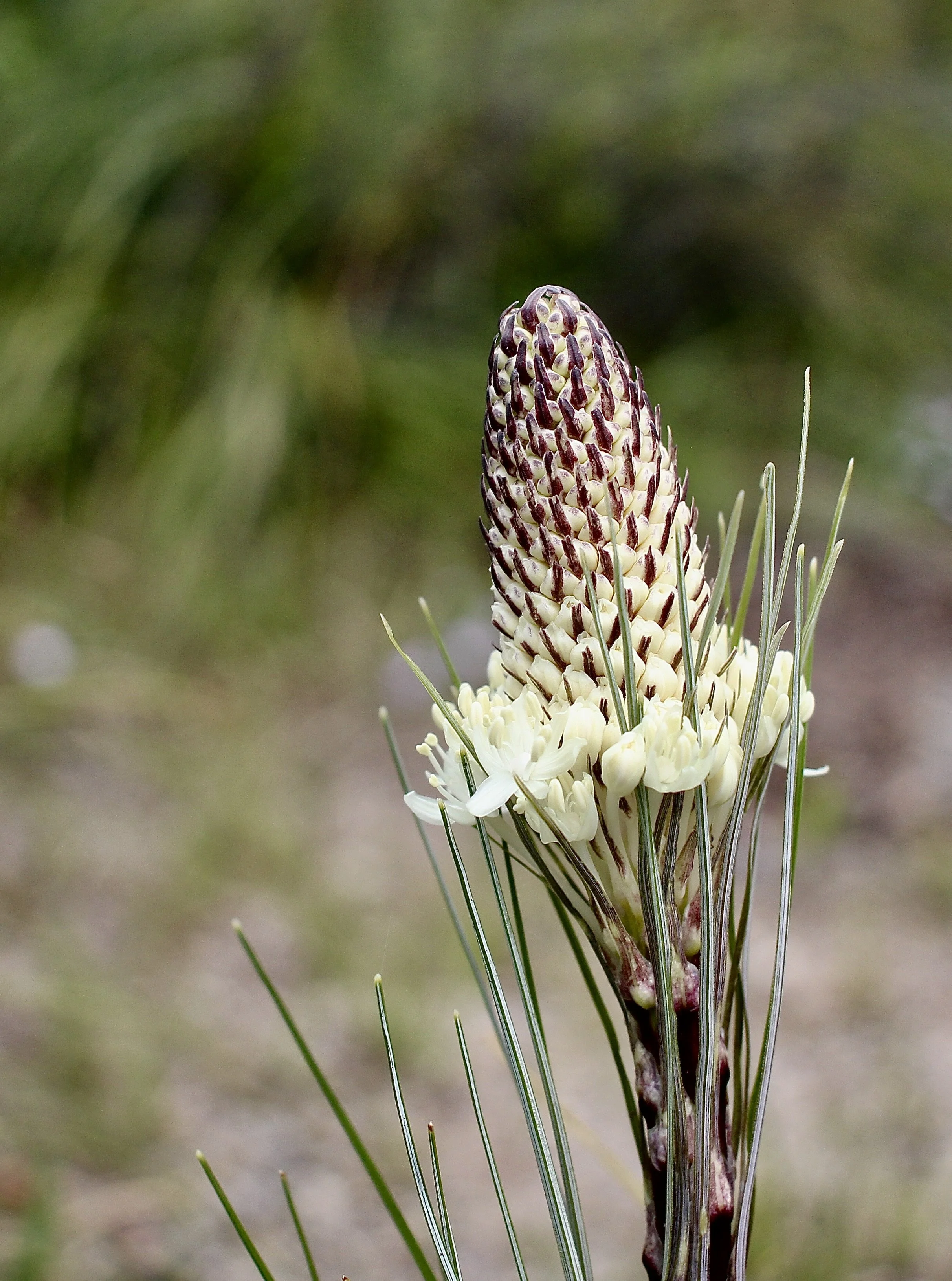 Click on this photo to return to the White Wildflowers page