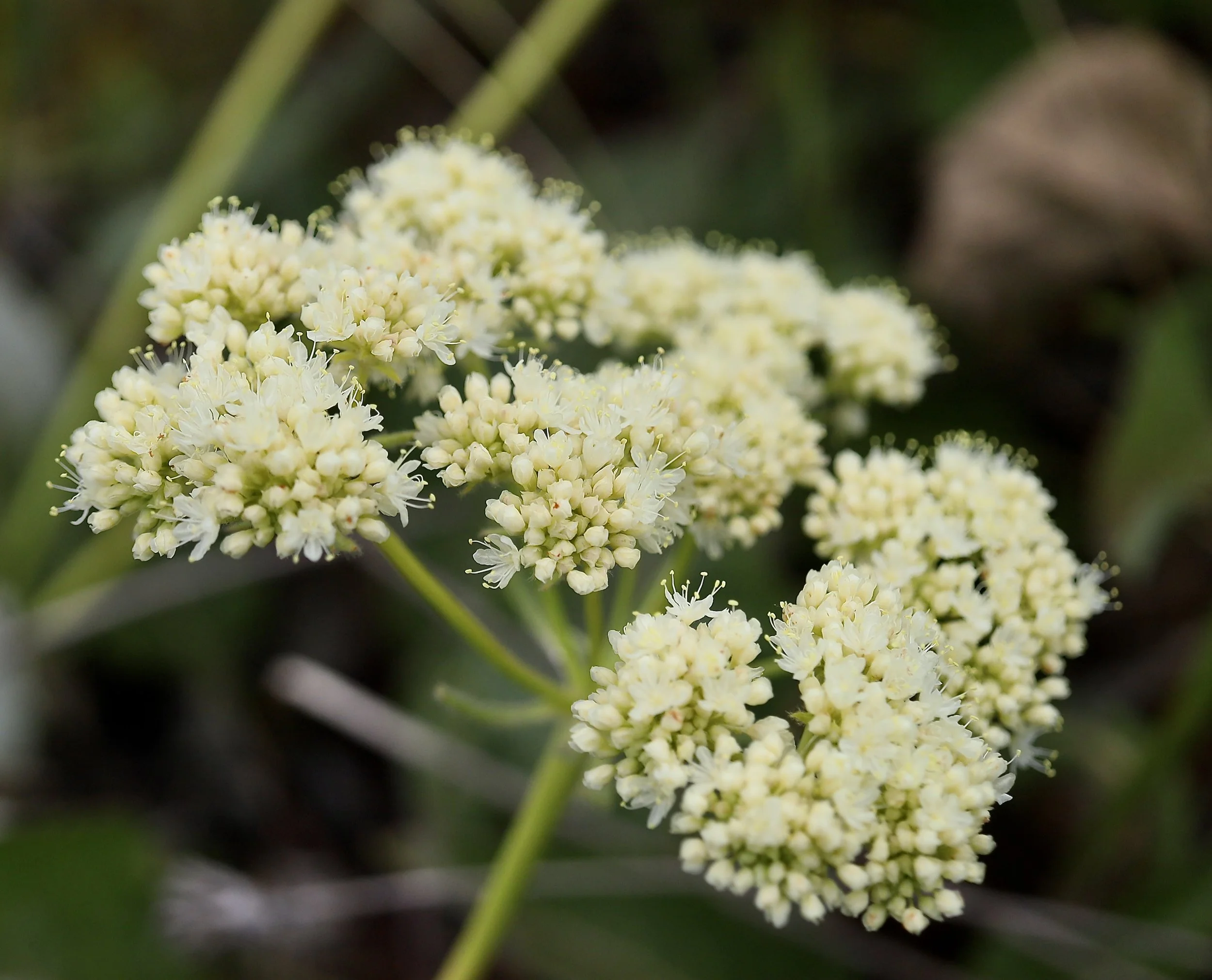creamy buckwheat 1.JPG