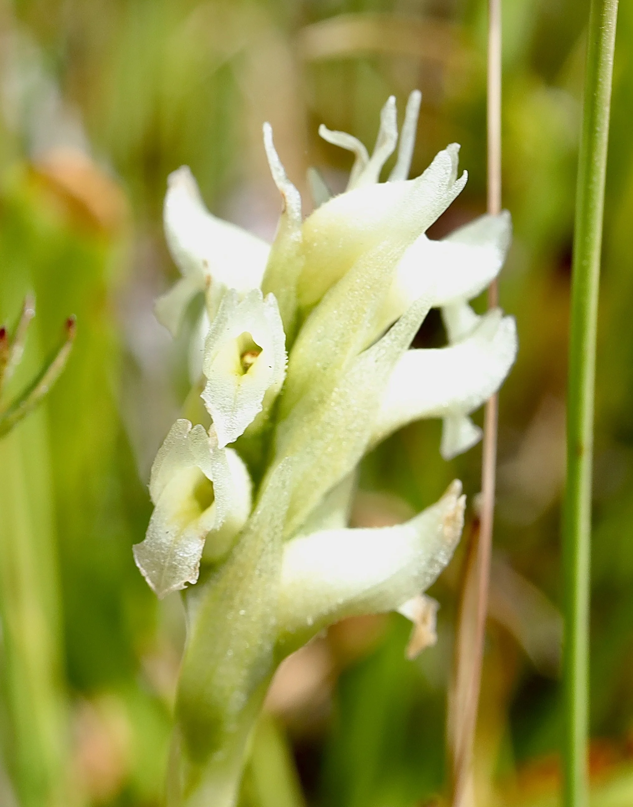 Photo taken on the Bird Creek Meadows trail, August 12, 2026.  Click on this photo to return to the White Wildflowers page.