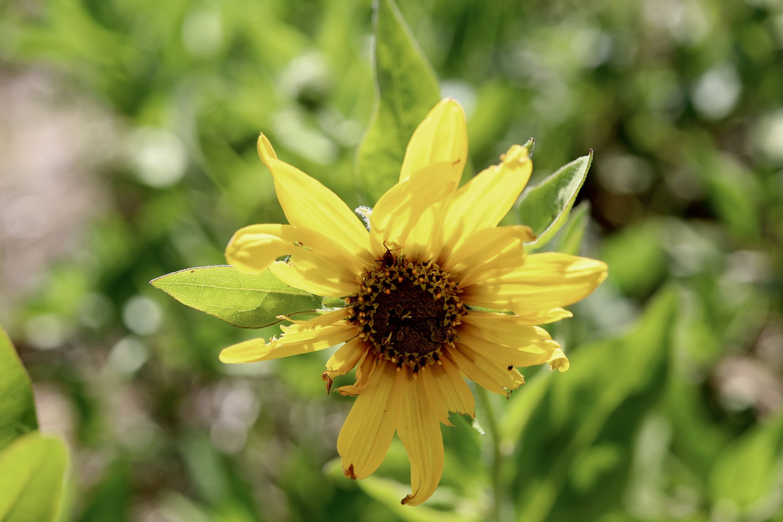 Douglas's Helianthella  //  Helianthella uniflora  Bald Butte 6/3/2025