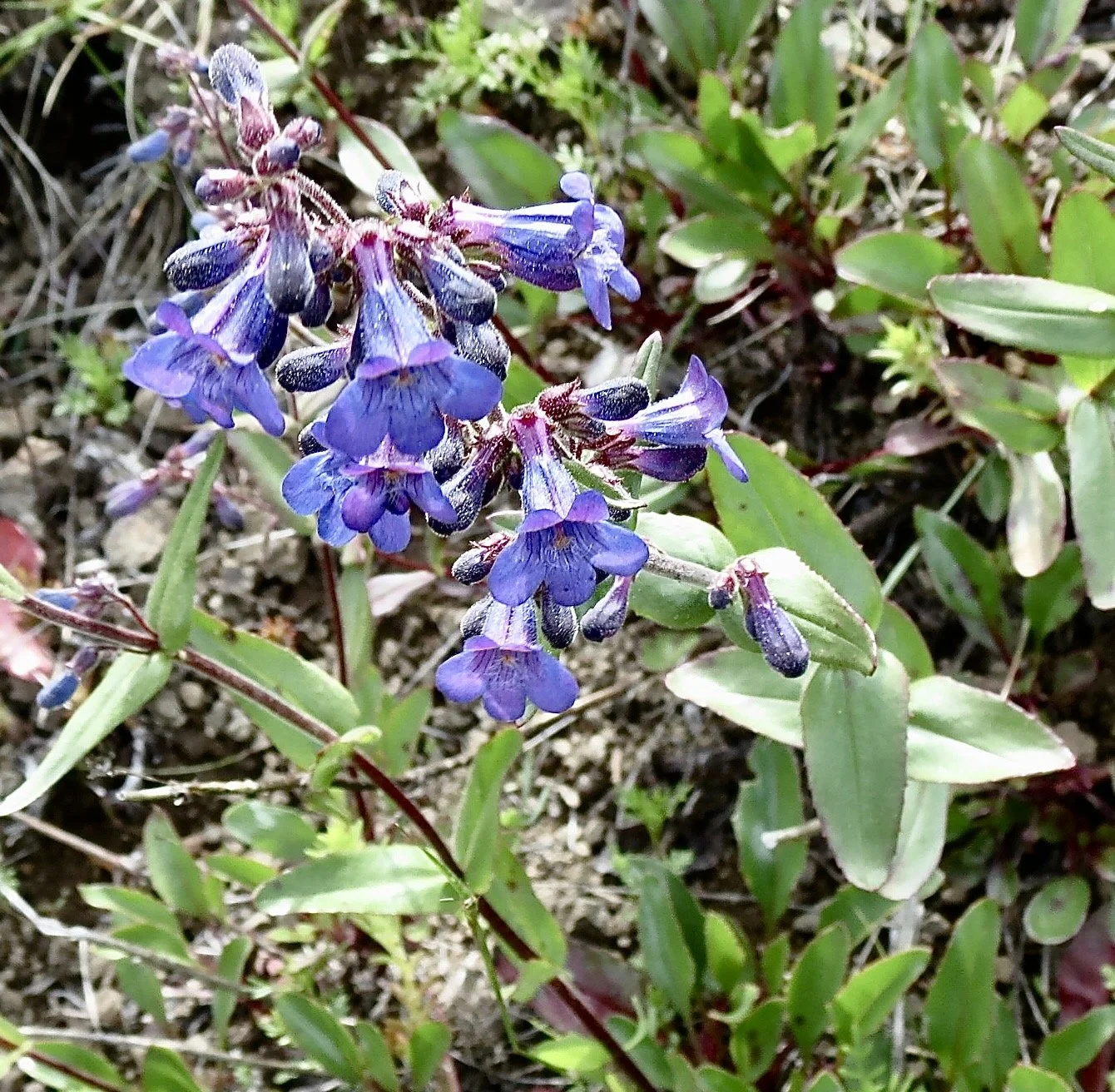 cascades penstemon9.JPG