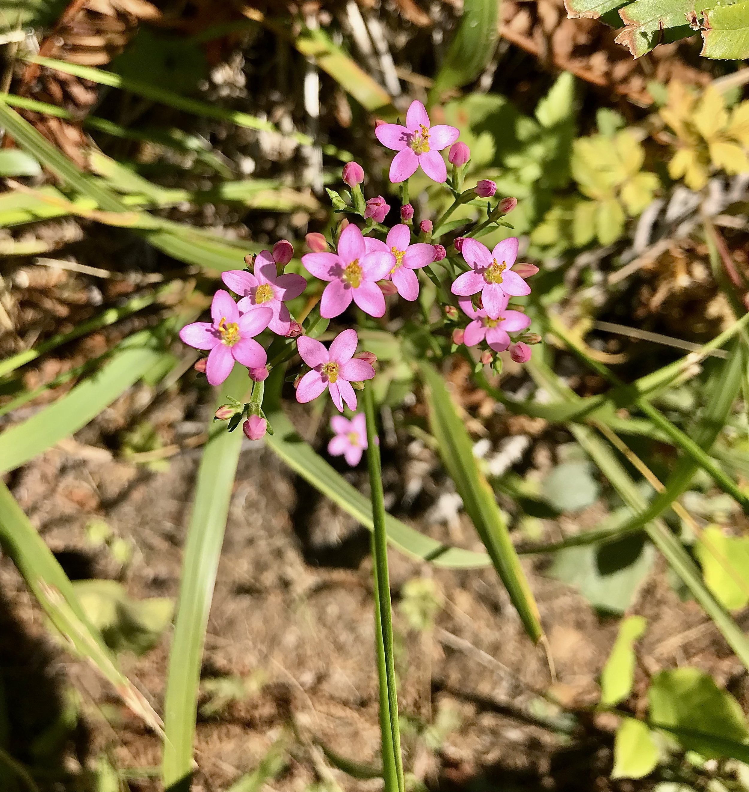 This photo was taken on the Indian Beach trail, July 28, 2021.  Click on this photo to return to the Red/Pink Wildflowers page