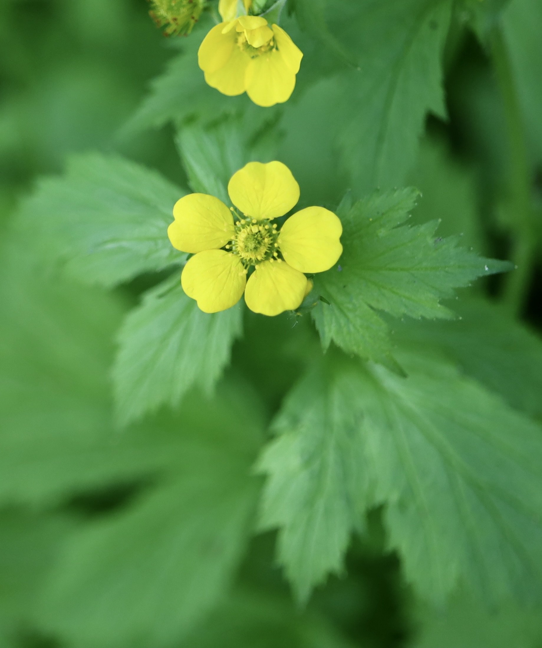 Large-leaved Avens  //  Geum macrophyllum
Camassia Preserve 5/5/2025