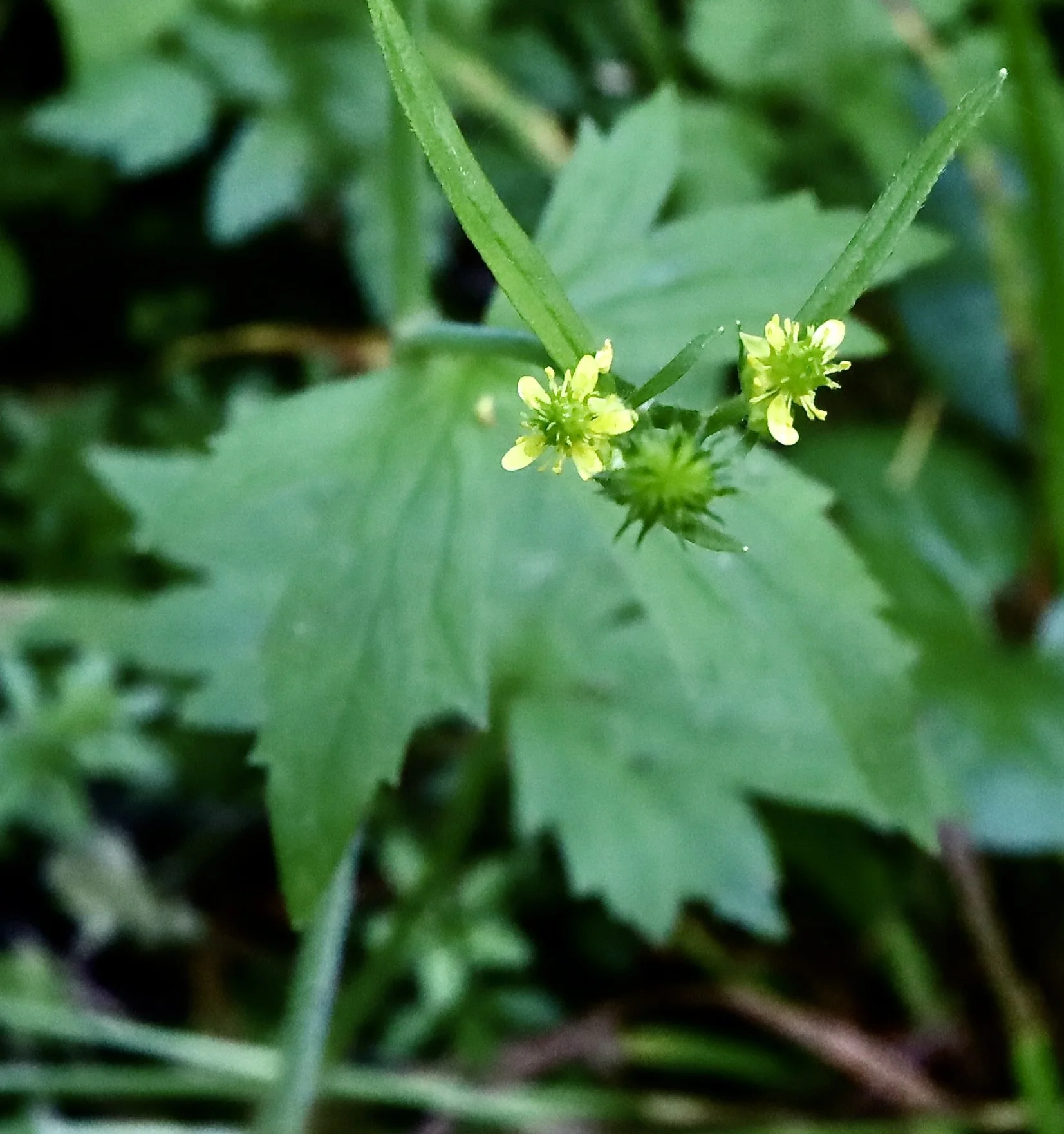 little buttercup with leaves.JPG