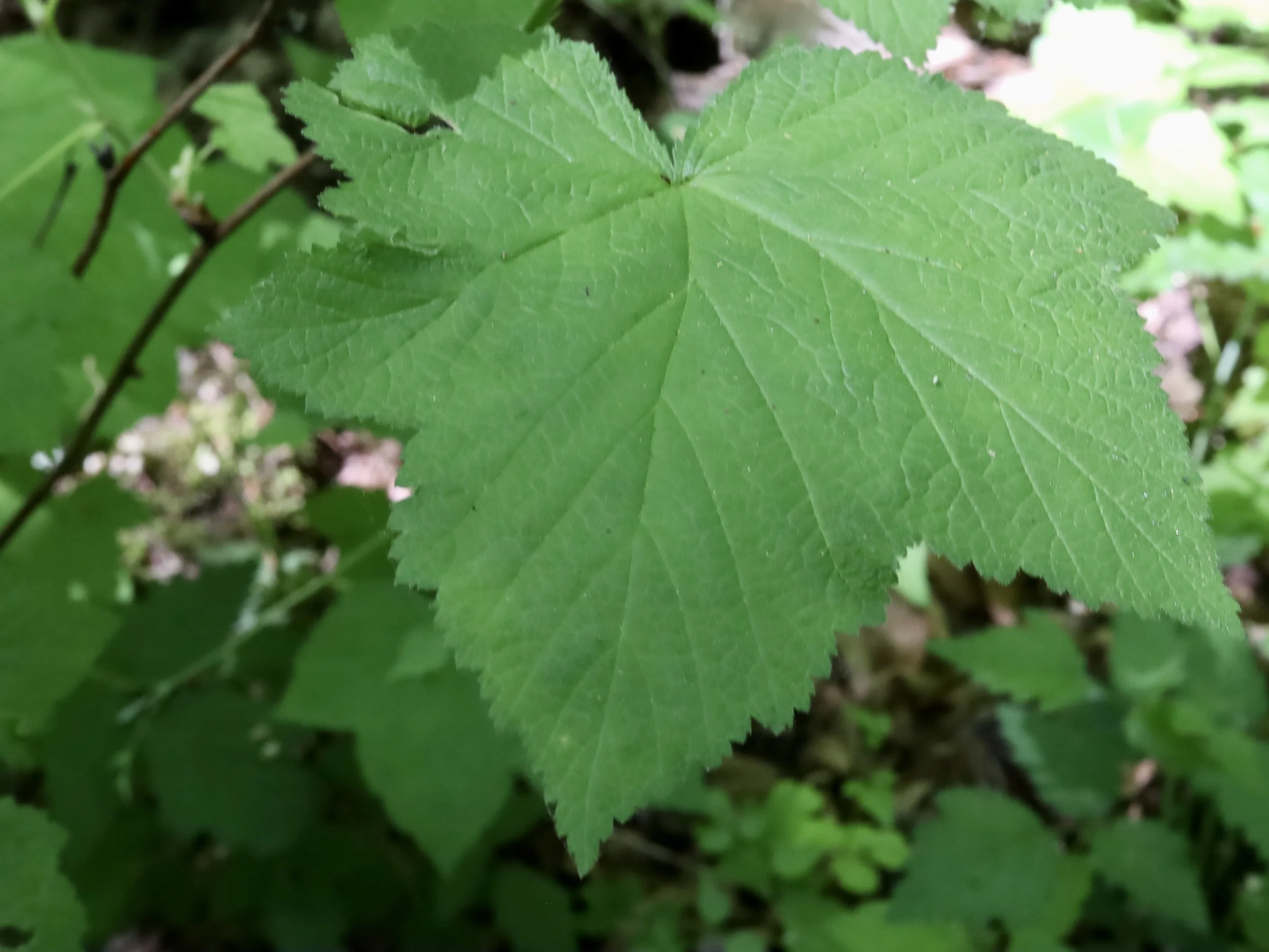 thibleberry leaf.JPG