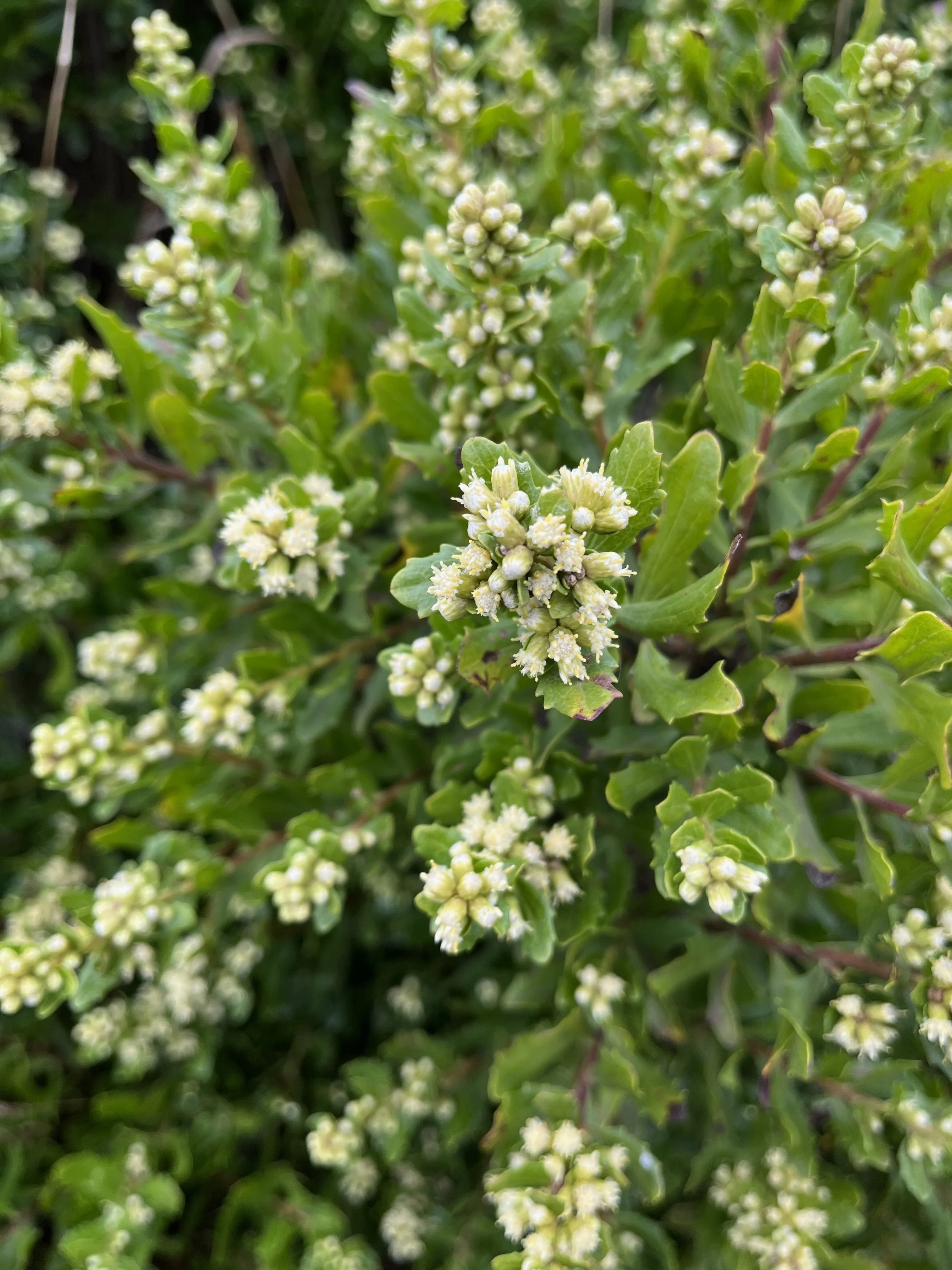 Click on this photo to return to the Shrubs and Small Trees page