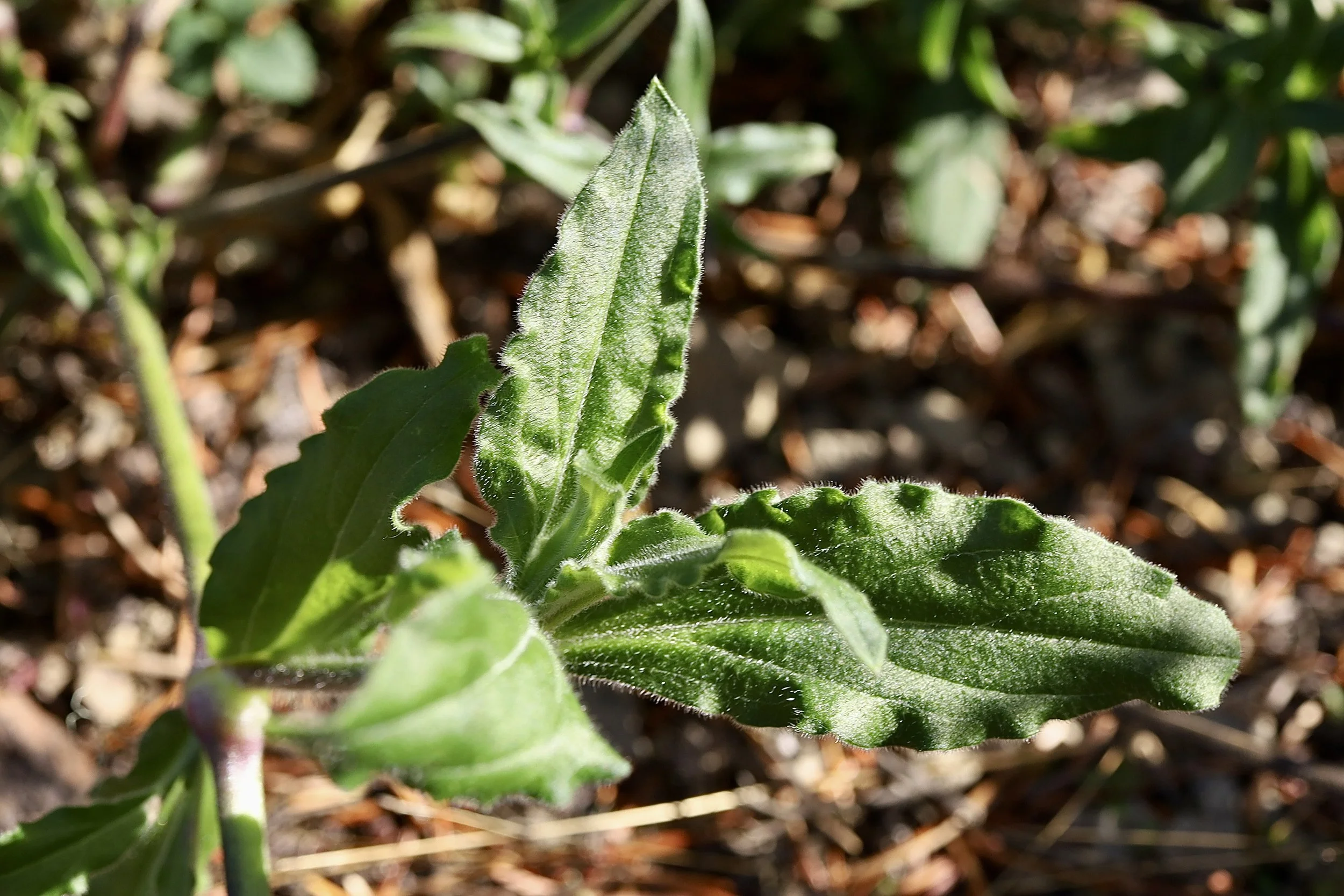 White Campion leaves, overlook along FS 23, Gifford Pinchot National Forest, October 21, 2026