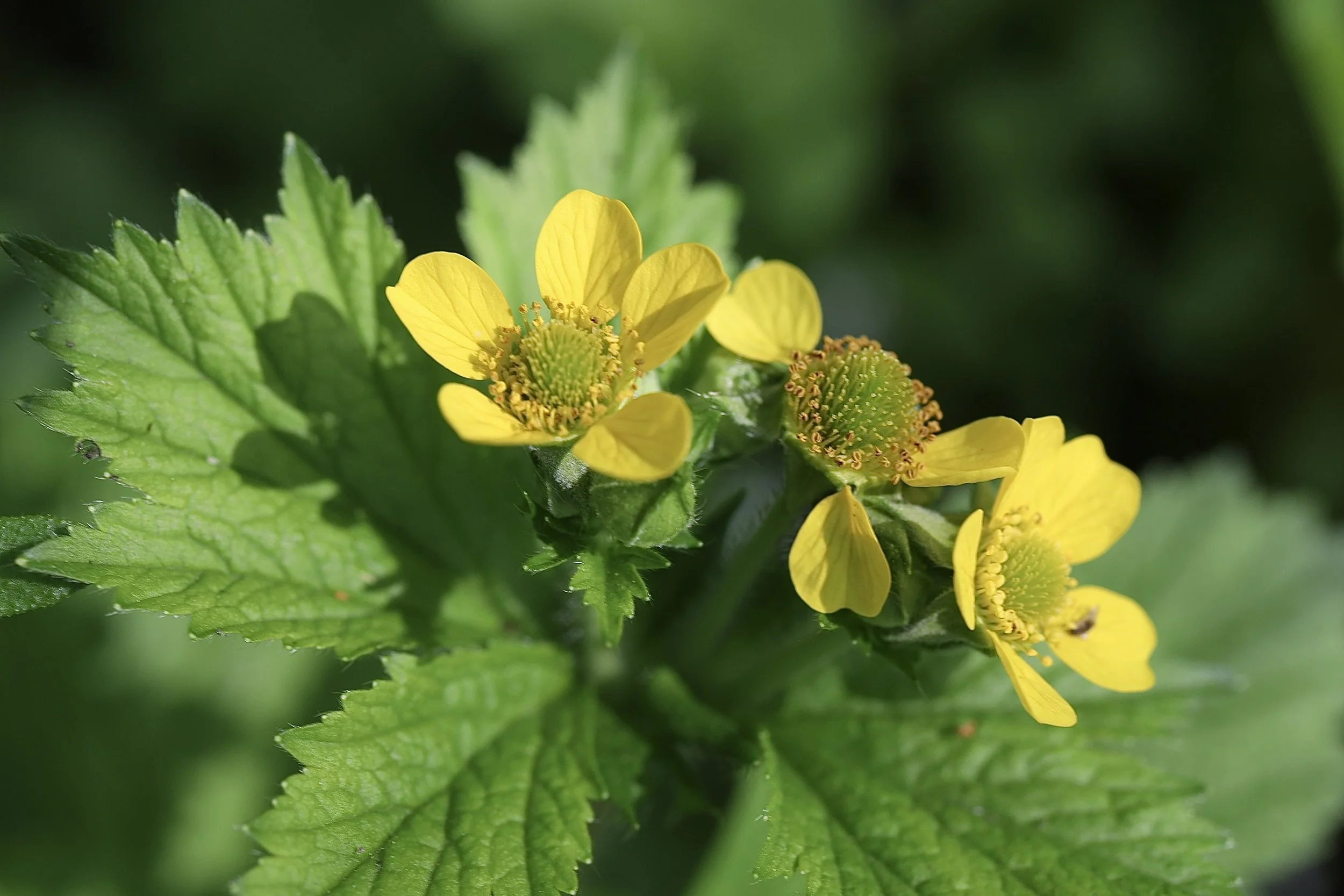 large-leaved avens 4.JPG