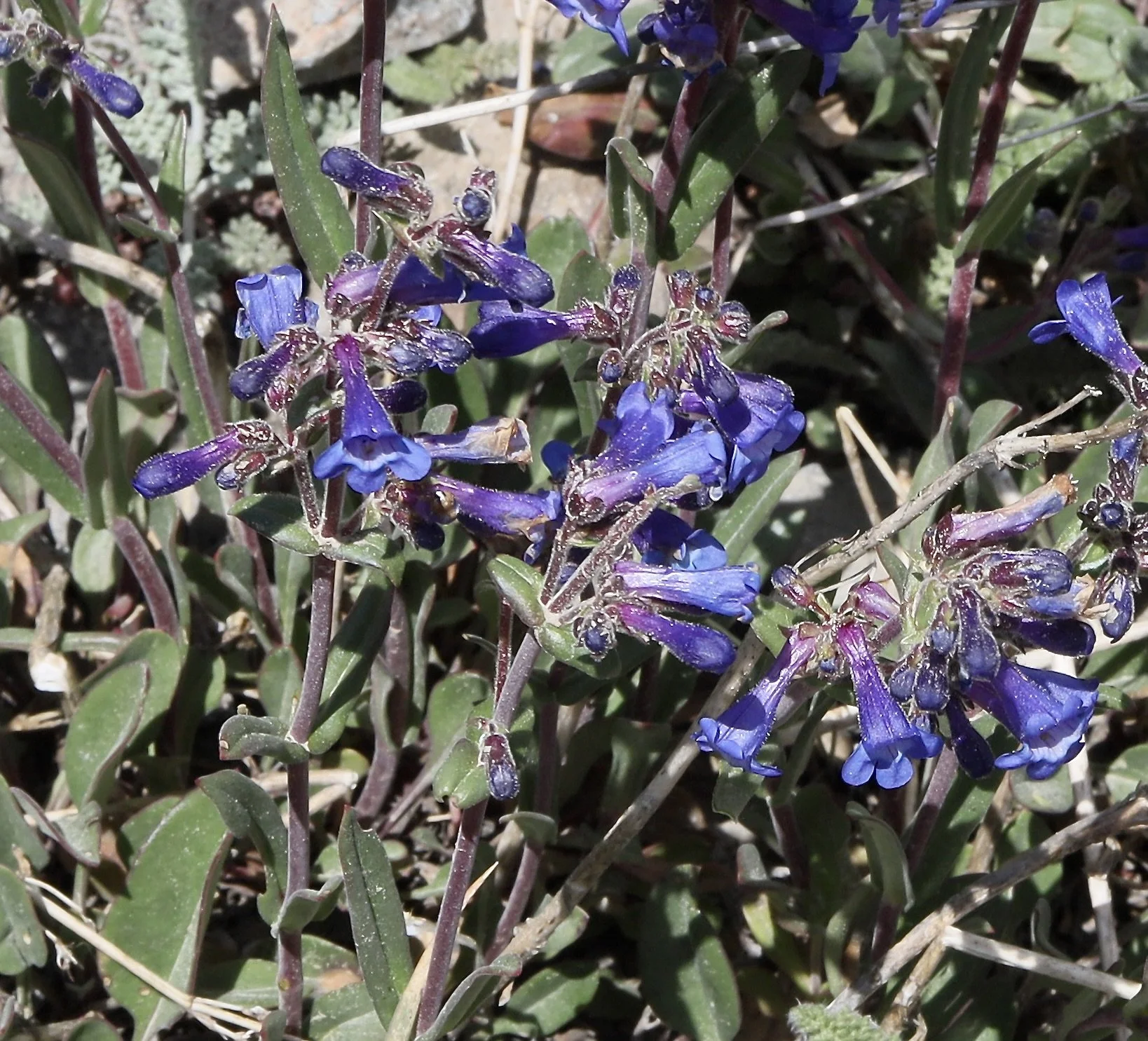 small-flowered penstemon.JPG