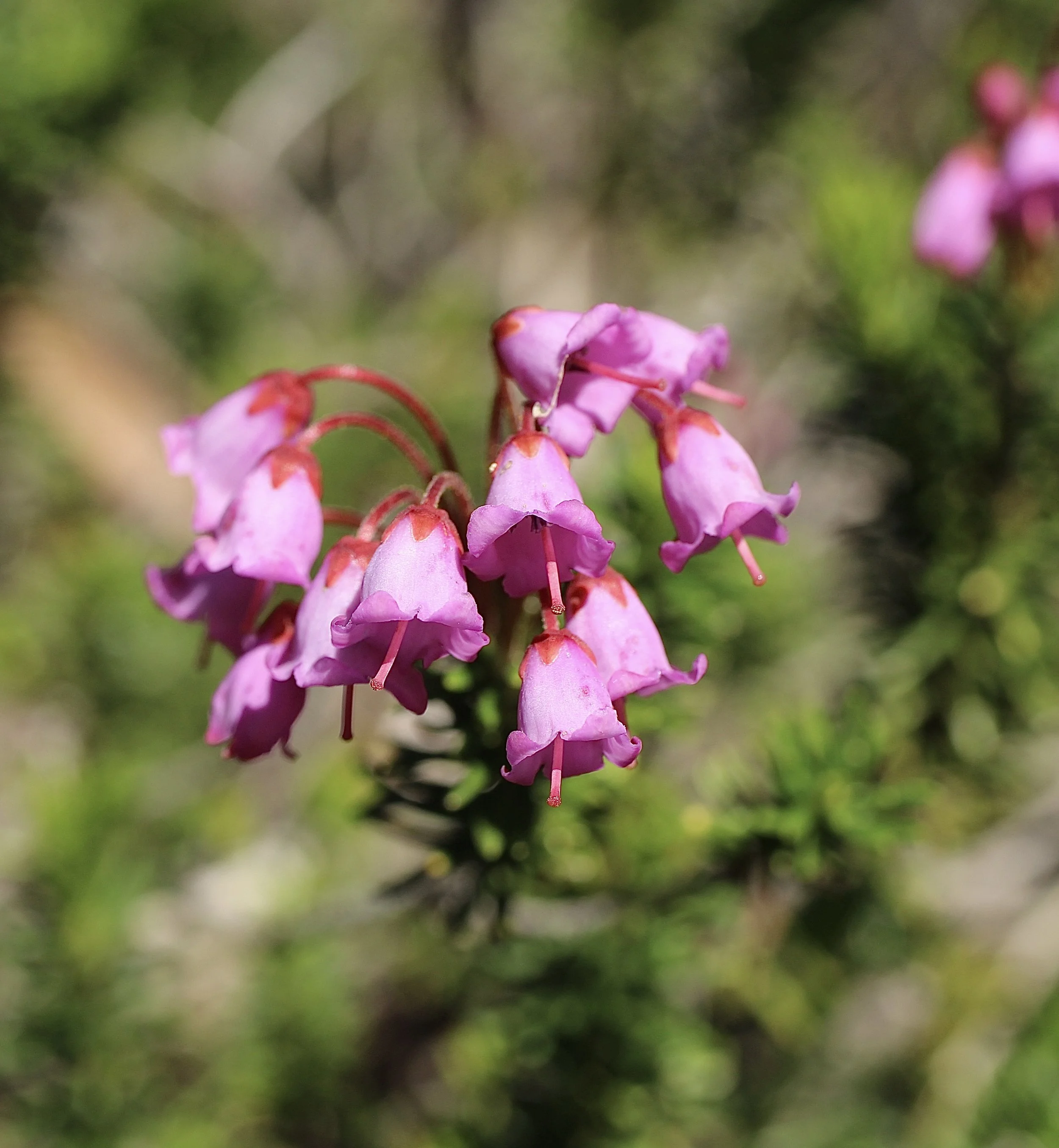 Click on this photo to return to the Red/Pink Wildflowers page