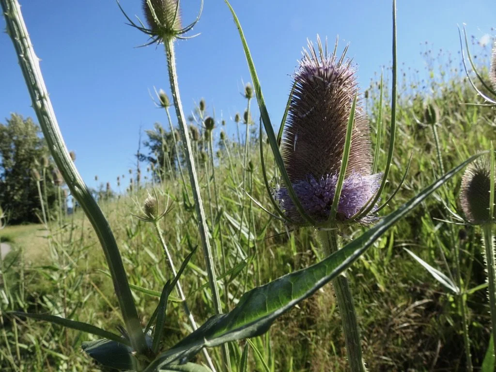 Click on this photo to return to the Blue/Purple/Brown/Green Wildflowers page