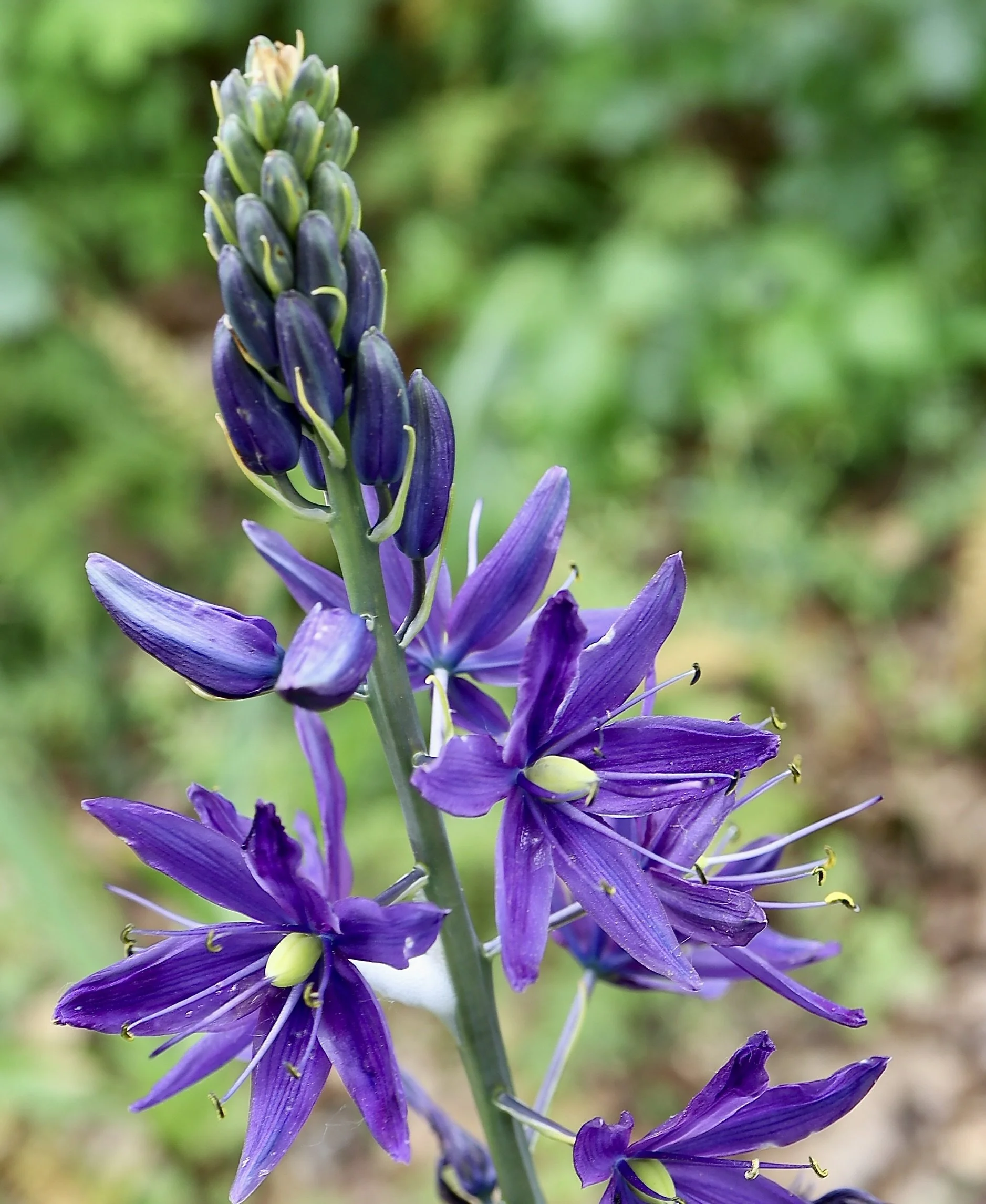 Great Camas  //  Camassia leichtlinii  --  Camassia Preserve  5/6/2026