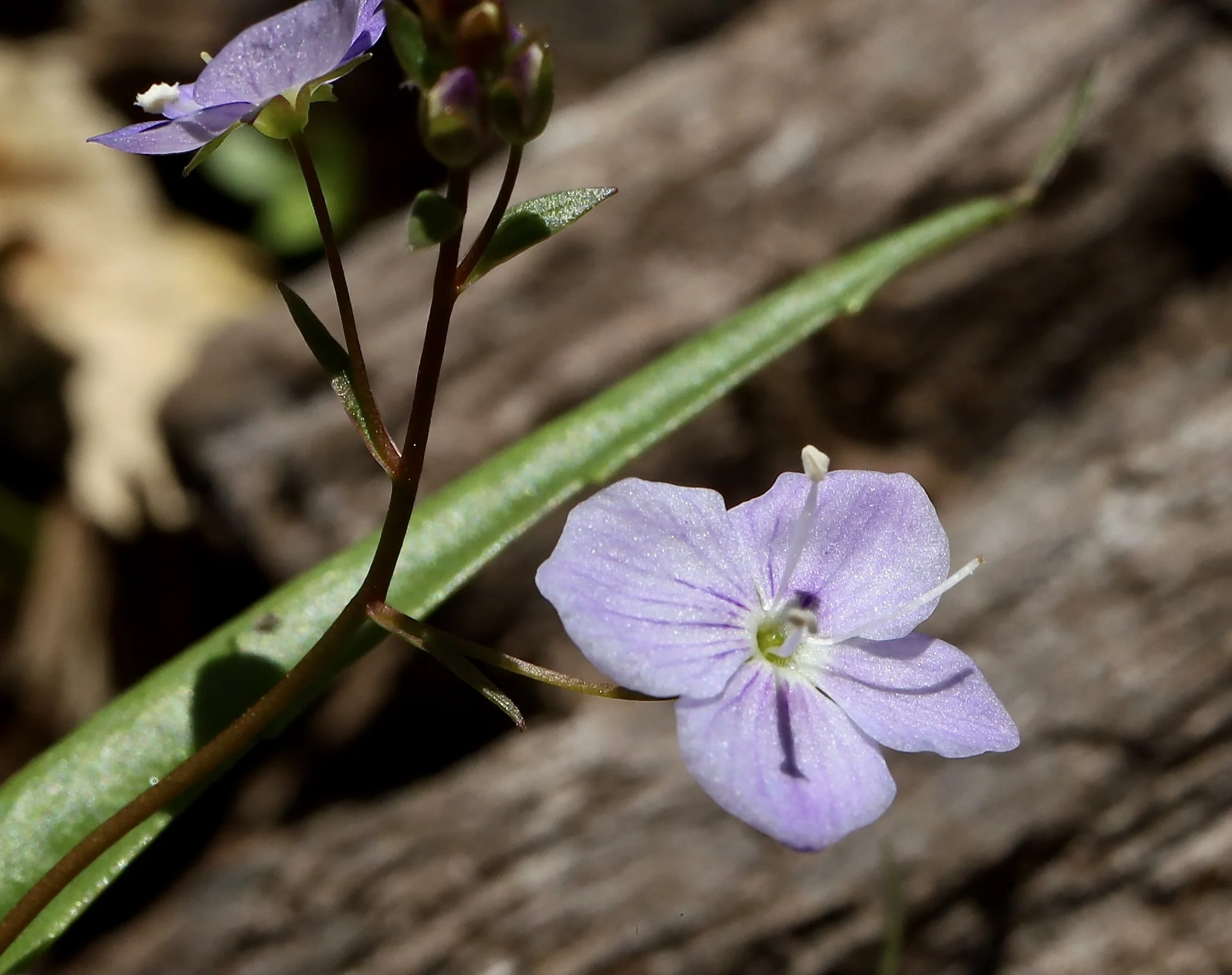 marsh speedwell 5 copy.JPG