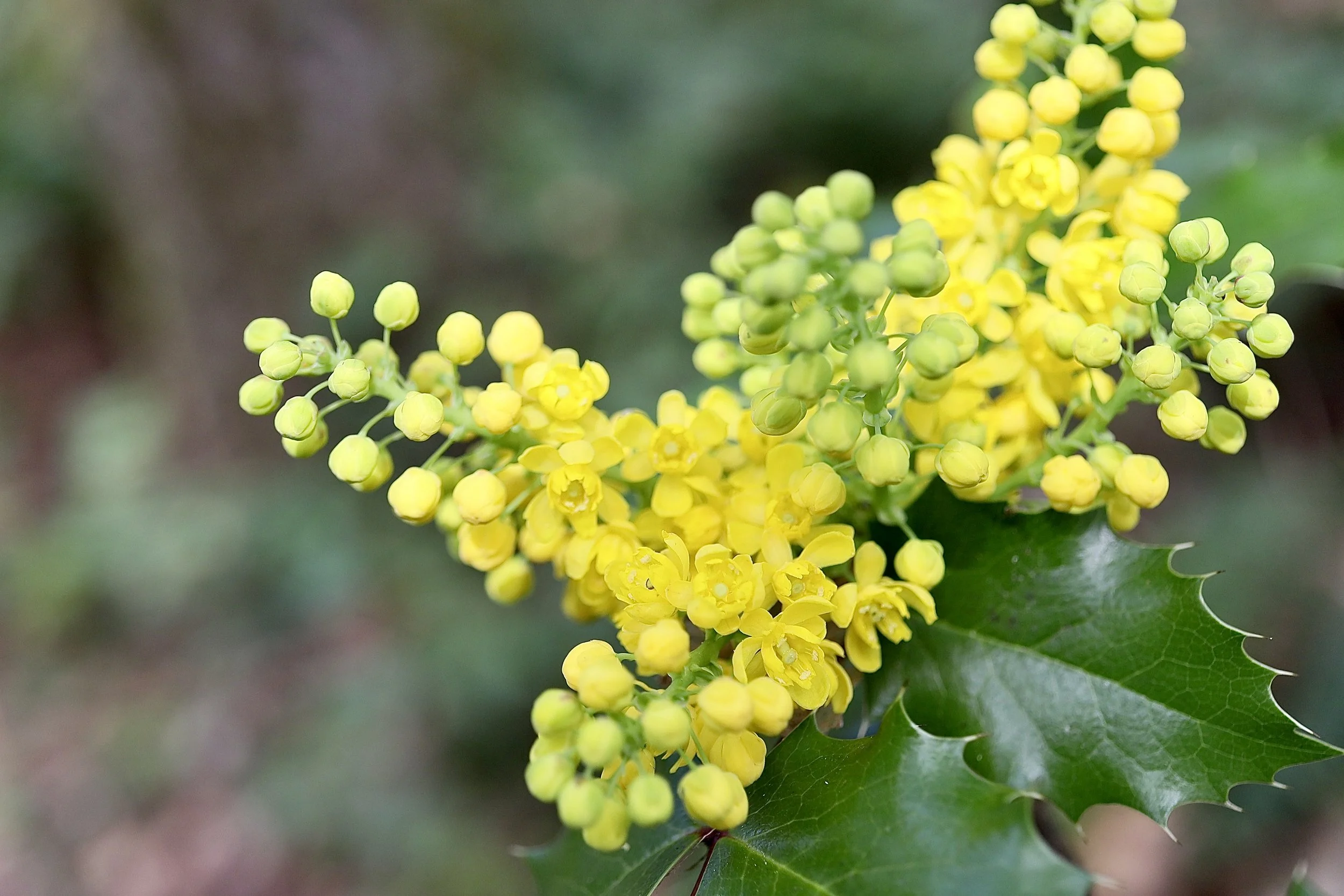 Click on this photo to return to Shrubs and Small Trees