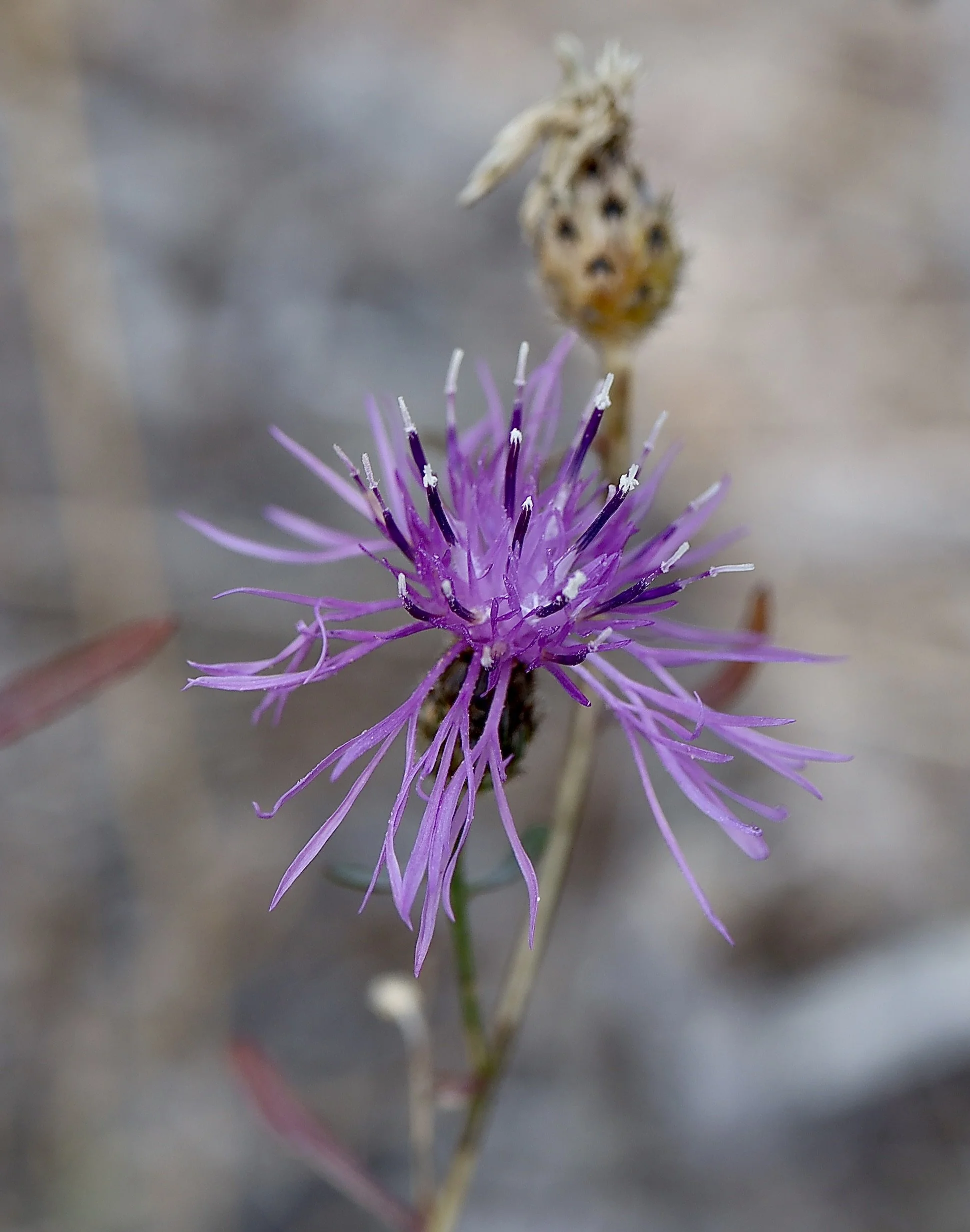 The bracts are very visible with their dark spots behind the flower in this photo