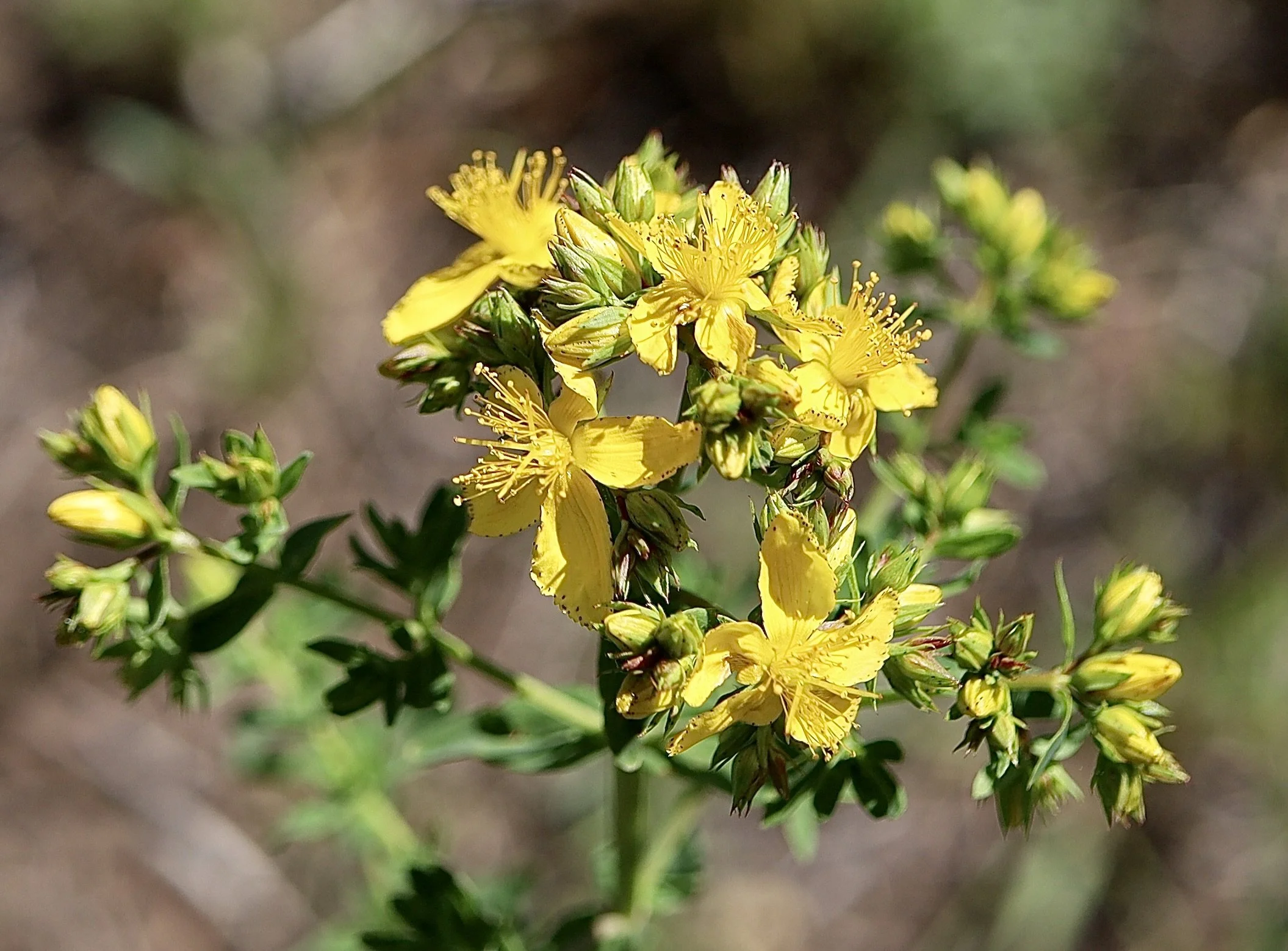 St John's Wort  //  Hypericum perforatum  --  Conboy Lake Wildlife Refuge  6/11/2026