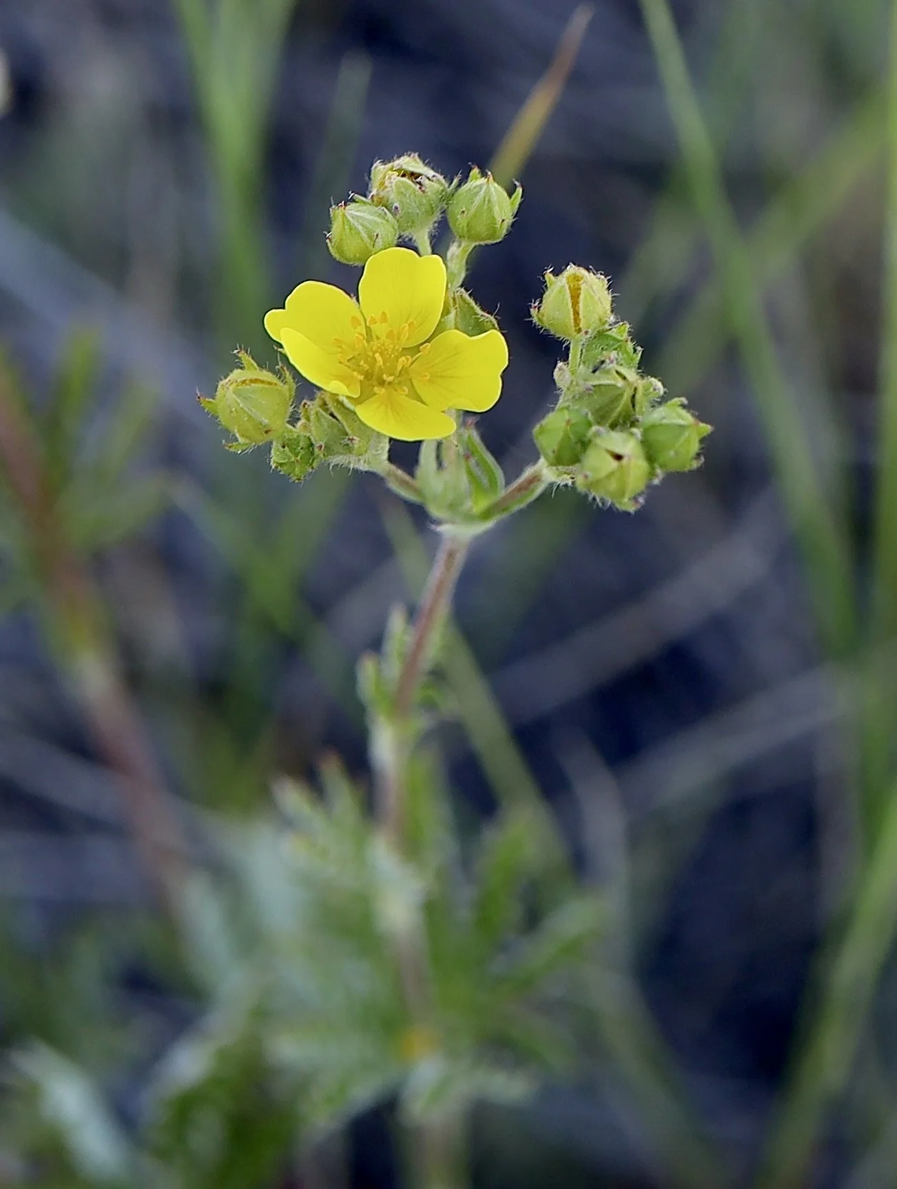 single flower on stalk.jpeg