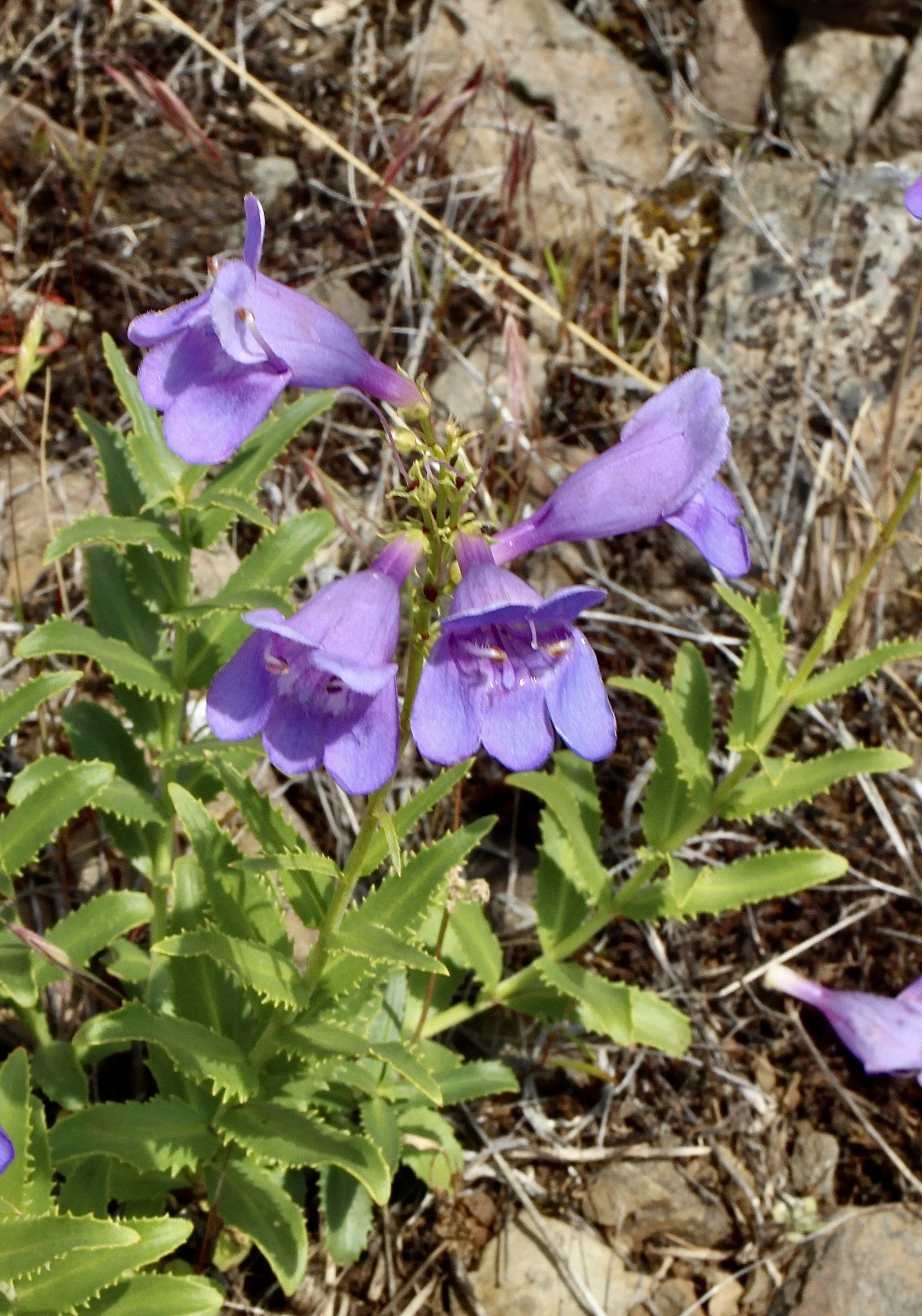 penstemon serrulatus 1.JPG