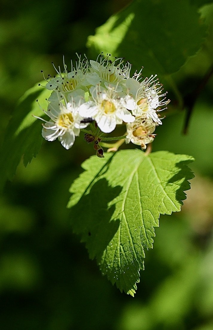 Pacific Ninebark  //  Physocarpus capitatus