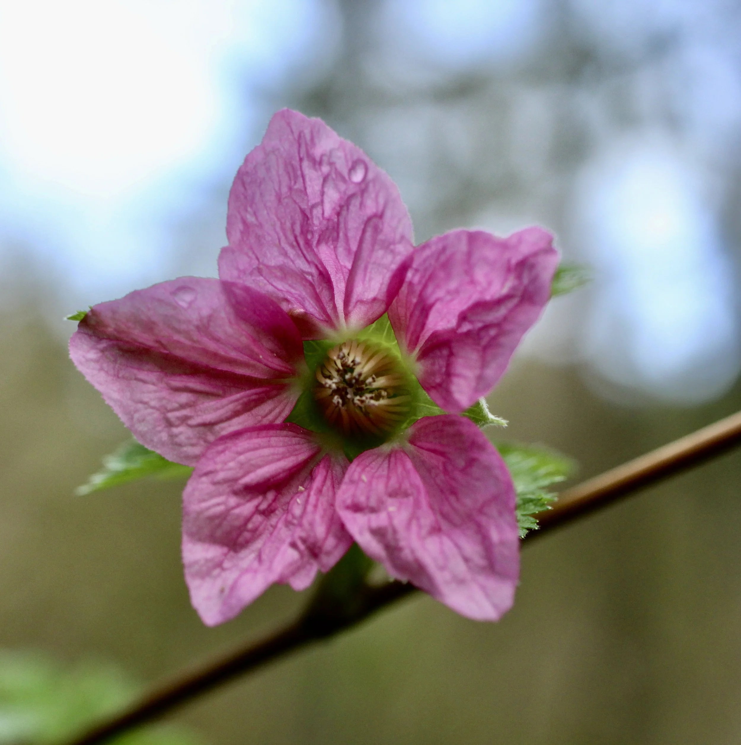 Click on this photo to return to the Shrubs and Small Trees page