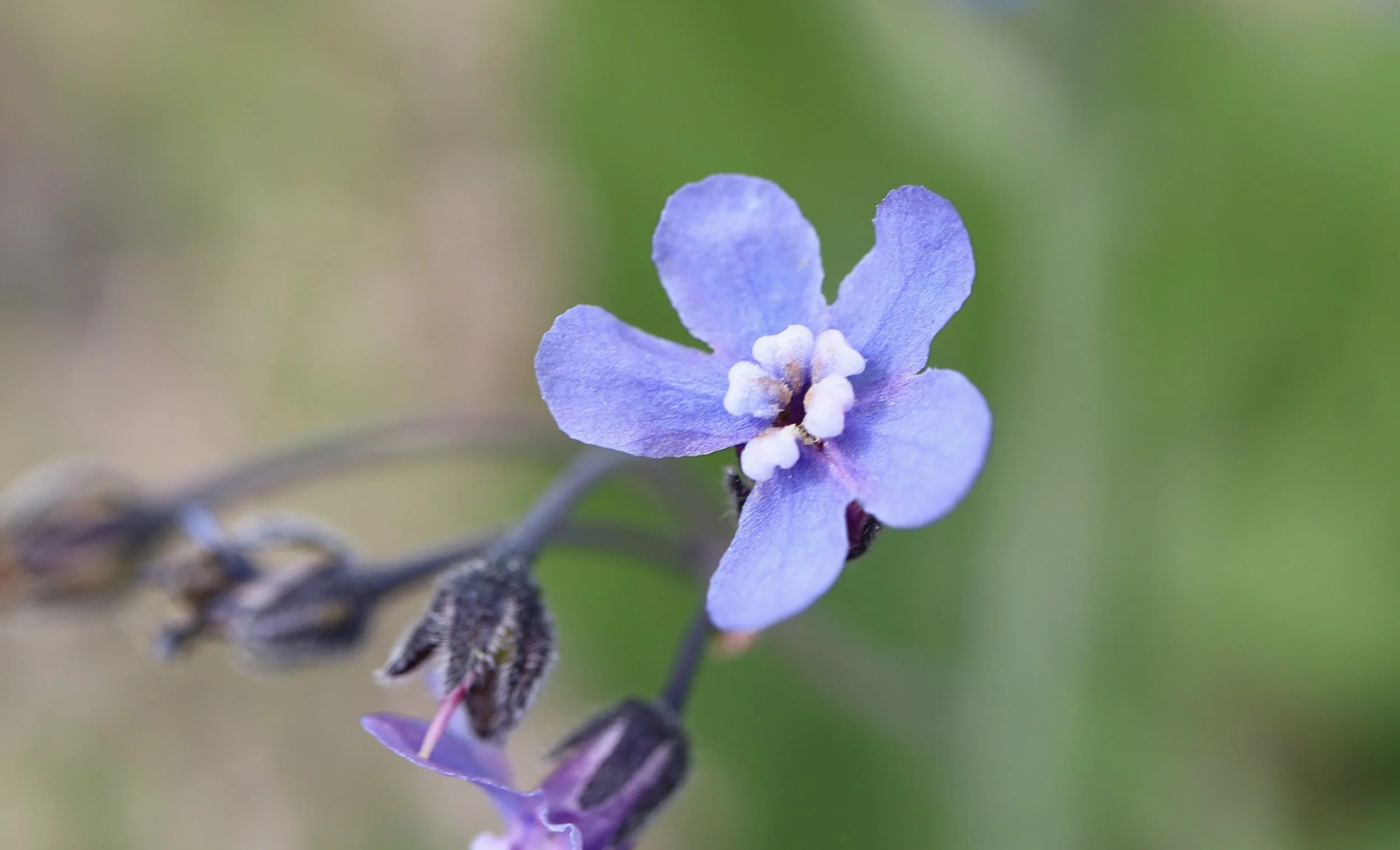 Notice the five white heartshaped fornices at the center of the flower