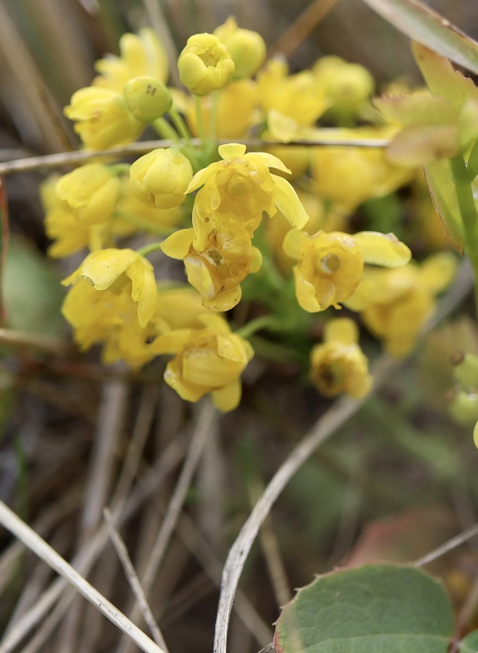 Creeping Oregon Grape  //  Mahonia repens  
Harsin Butte Trail  5/14/2025