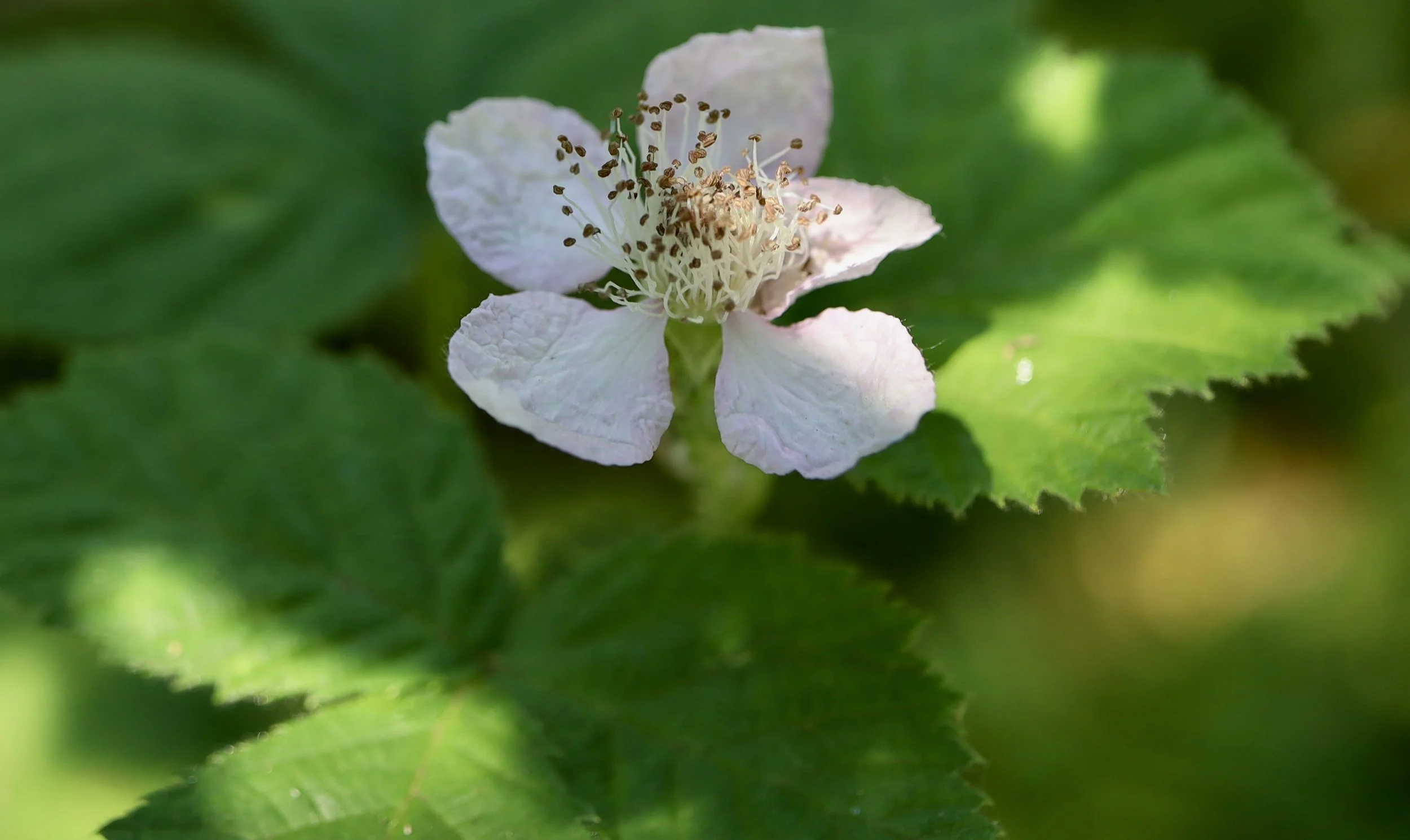 Click on this photo to return to the Shrubs and Small Trees page