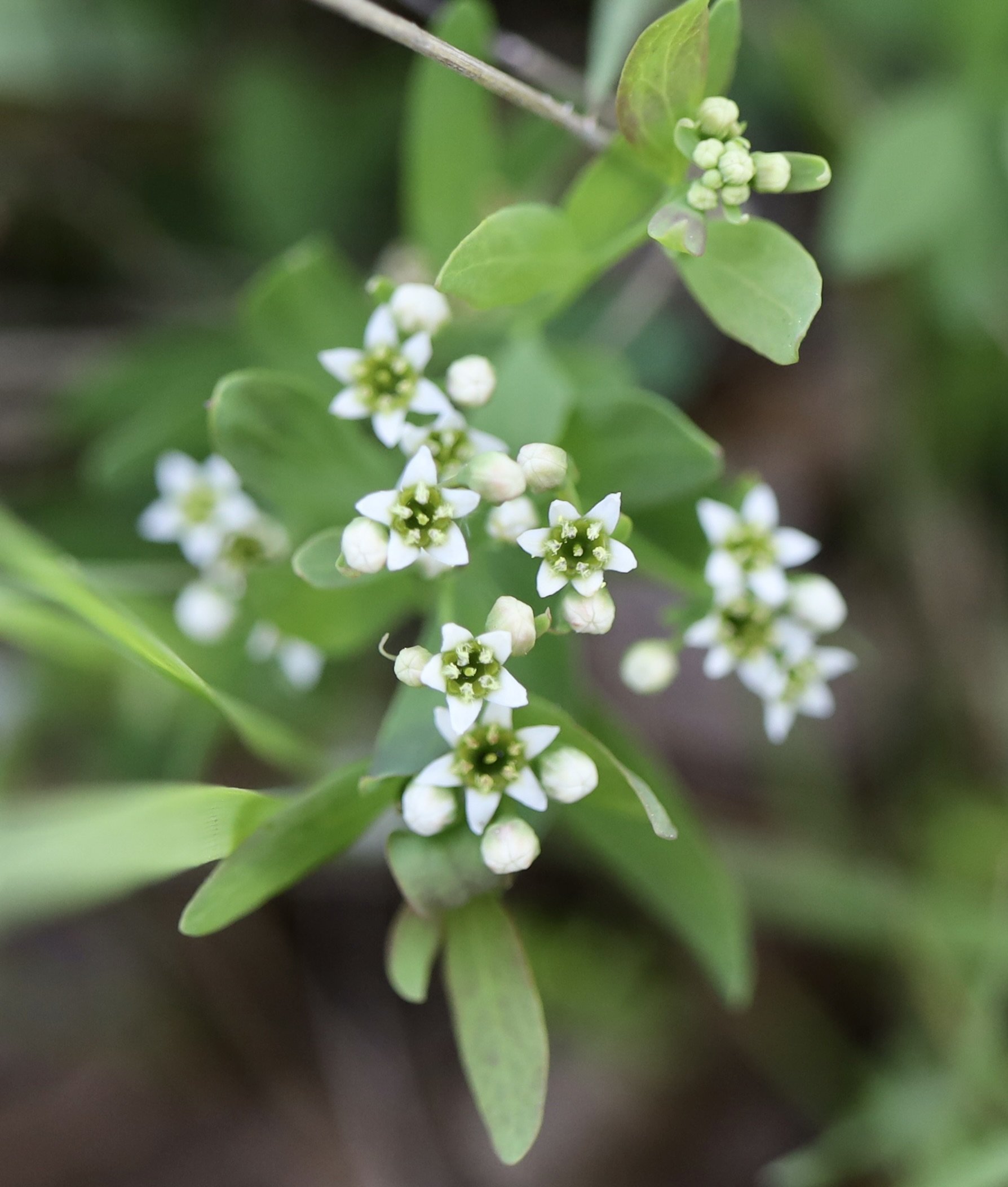 bastard toadflax 1.jpeg