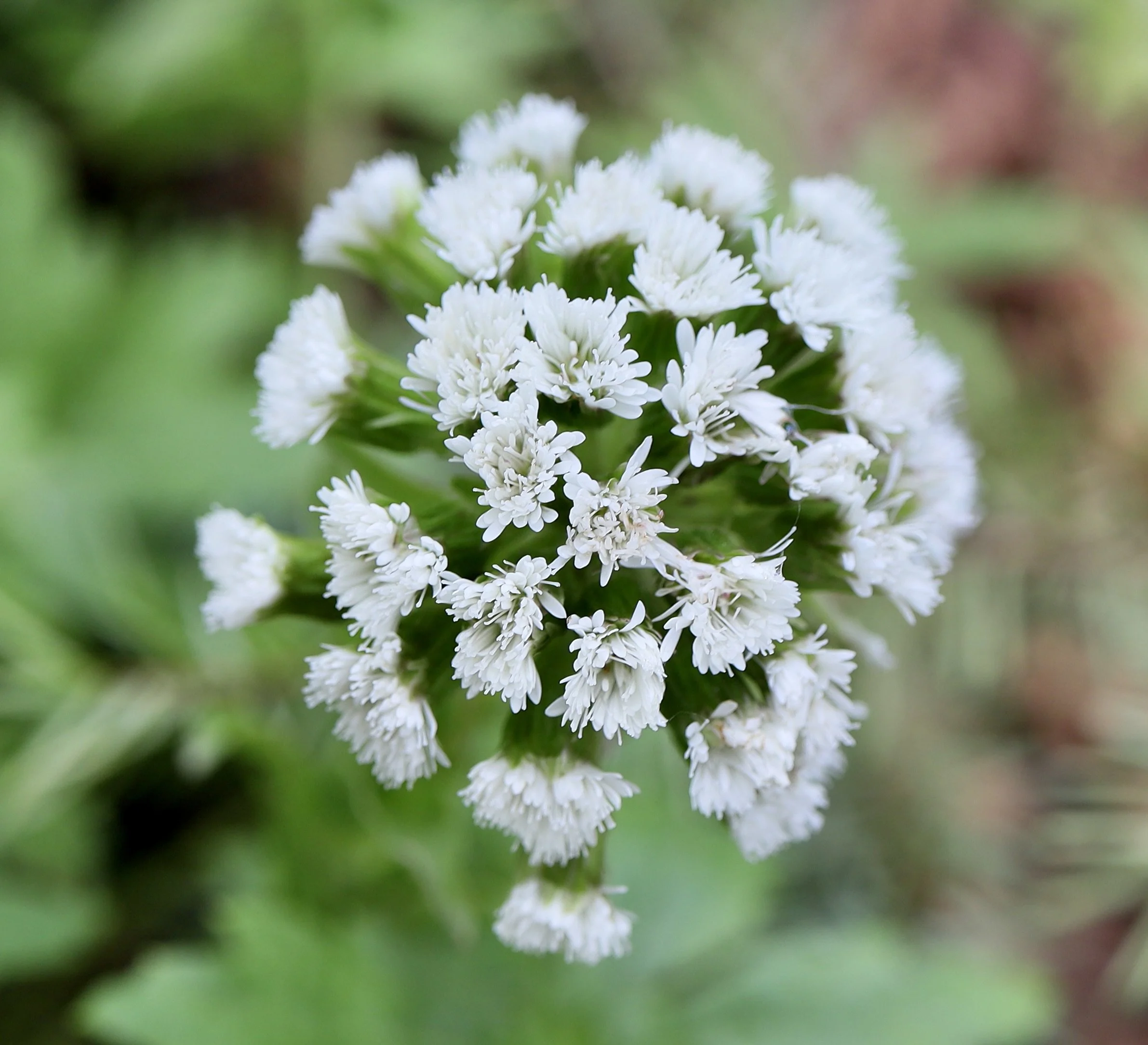 coltsfoot new.JPG