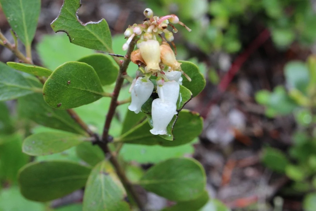 Hoary Manzanita  //  Arctostaphylos canescens