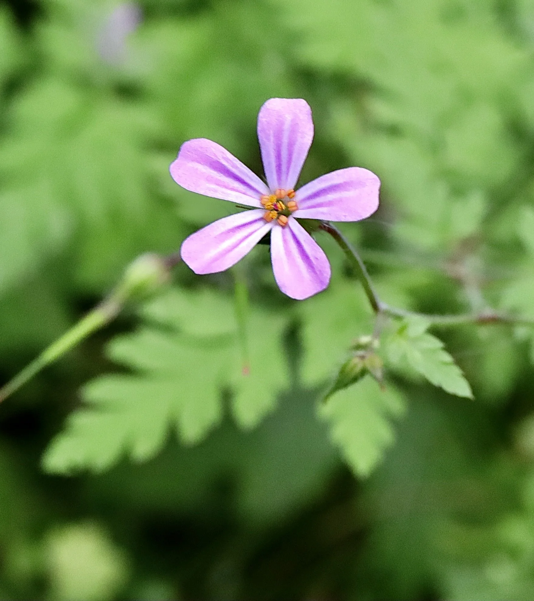 herb robert 8.JPG