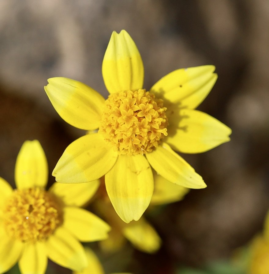 California Goldfields  //  Lasthenia californica
Lower Table Rock 4/11/2025