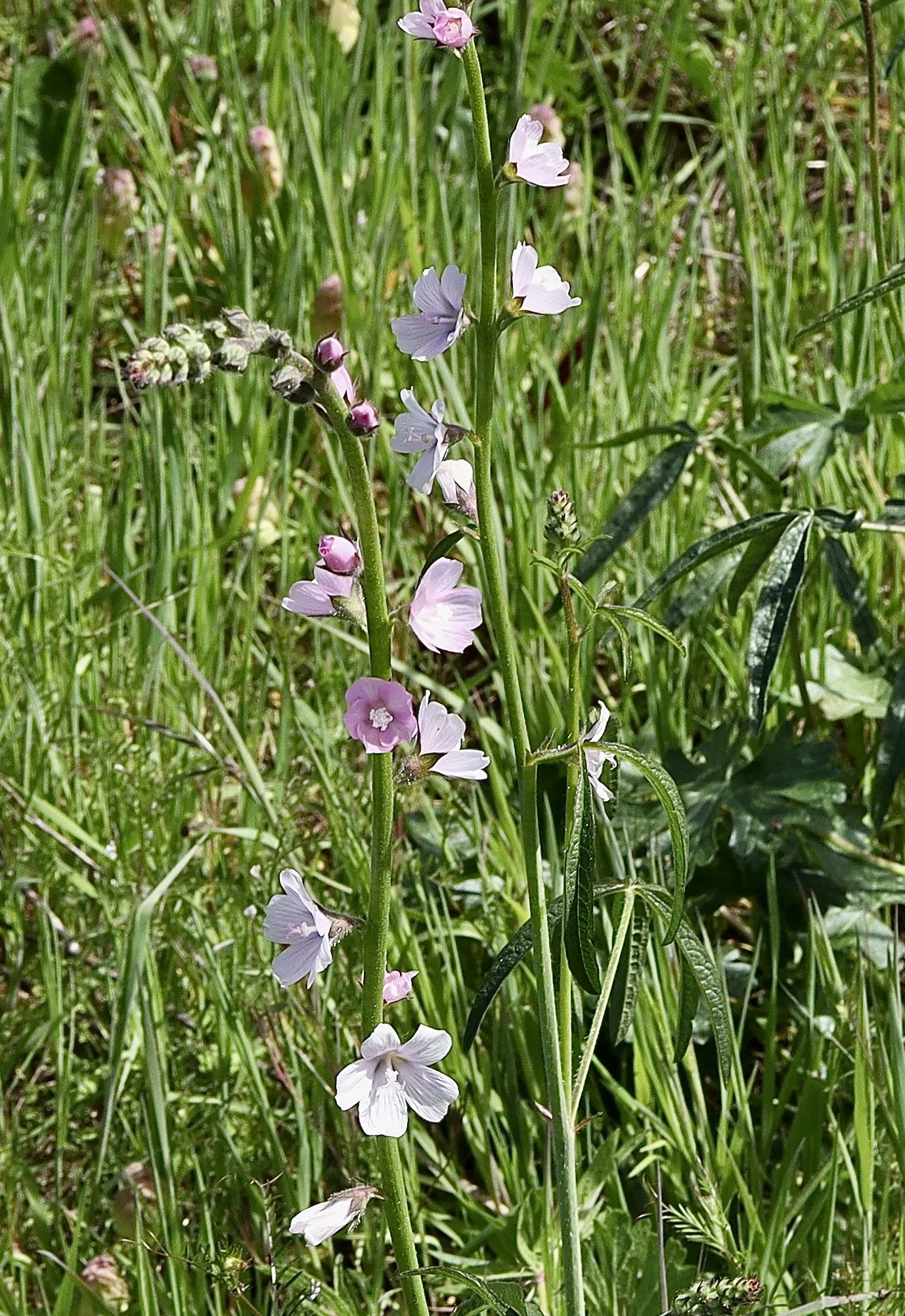 The leaves have three leaflets