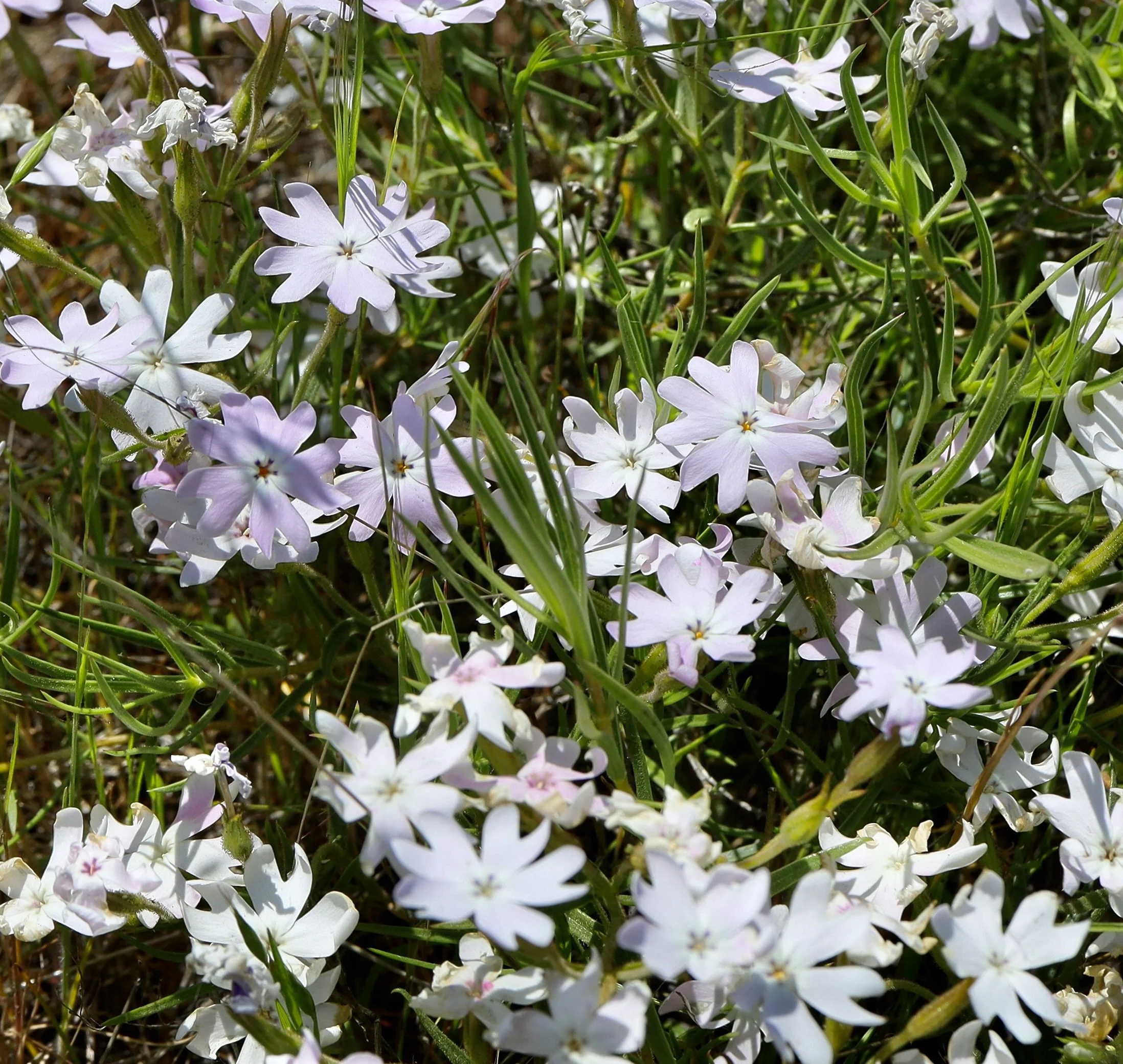 showy phlox 2.JPG